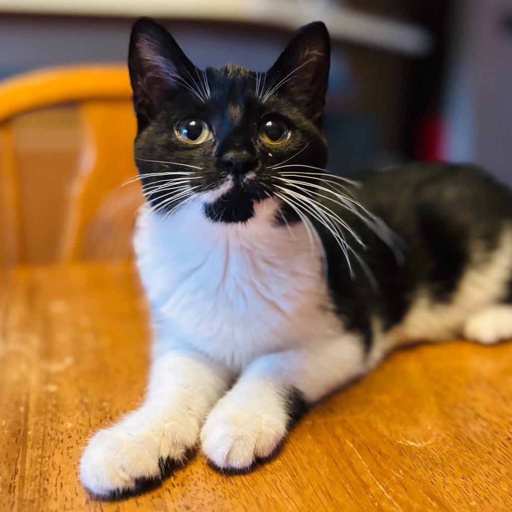 Enlarge Daffy, a Adoptable Domestic Short Hair in Woodbury, NJ image 2/4