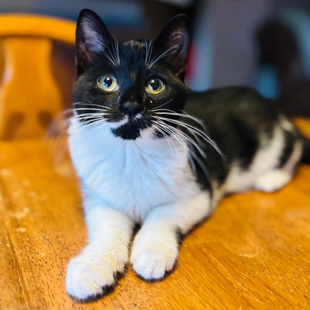 Enlarge Daffy, a Adoptable Domestic Short Hair in Woodbury, NJ image 3/4