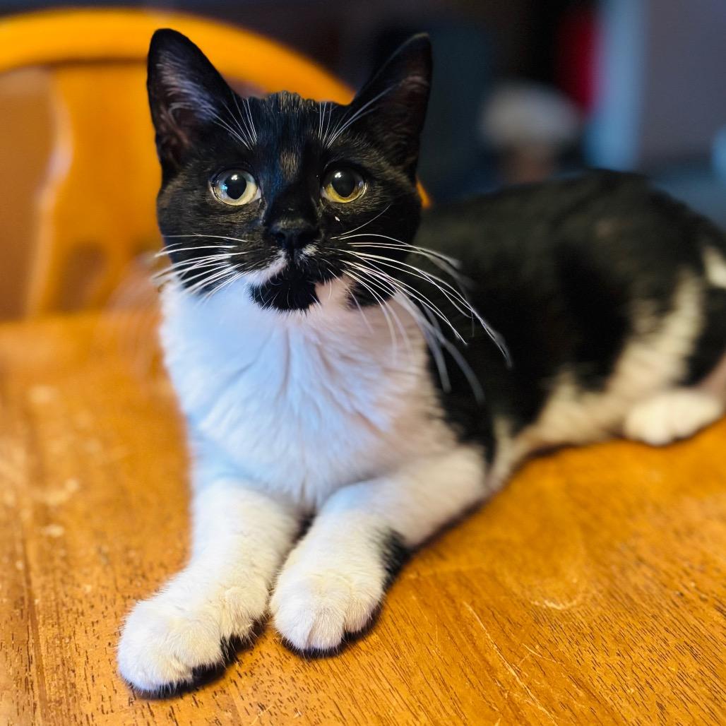 Enlarge Daffy, a Adoptable Domestic Short Hair in Woodbury, NJ image 4/4