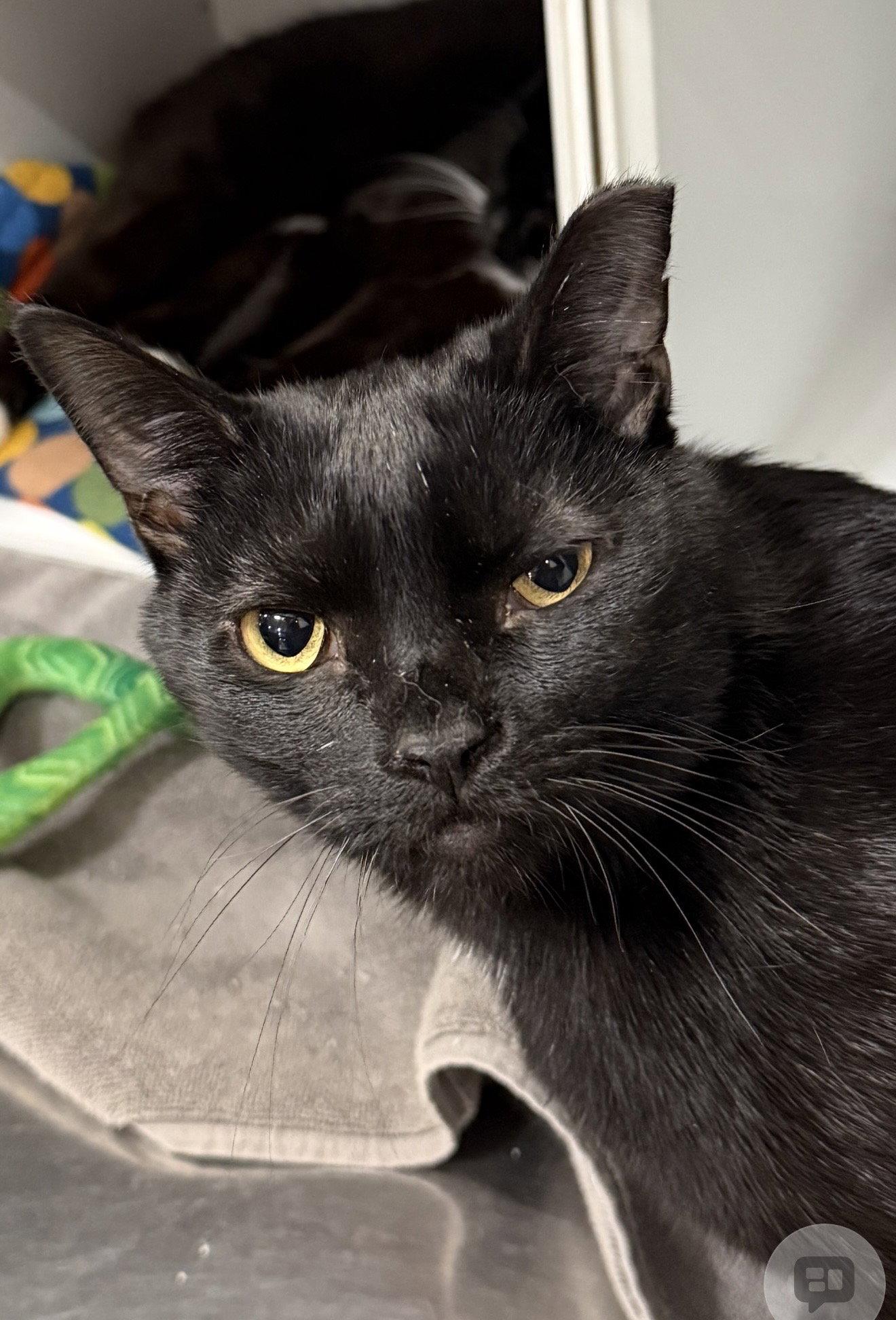Enlarge Ruffles, a Adoptable Domestic Short Hair in Walled Lake, MI image 1/2