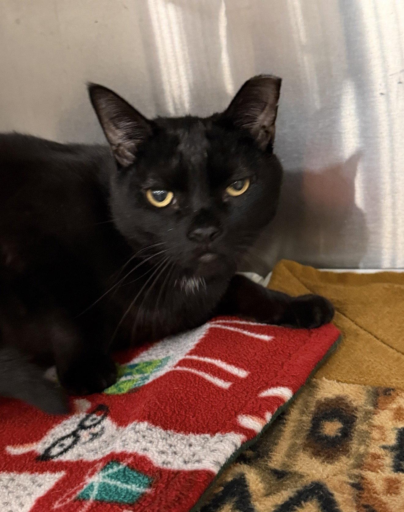 Enlarge Ruffles, a Adoptable Domestic Short Hair in Walled Lake, MI image 2/2