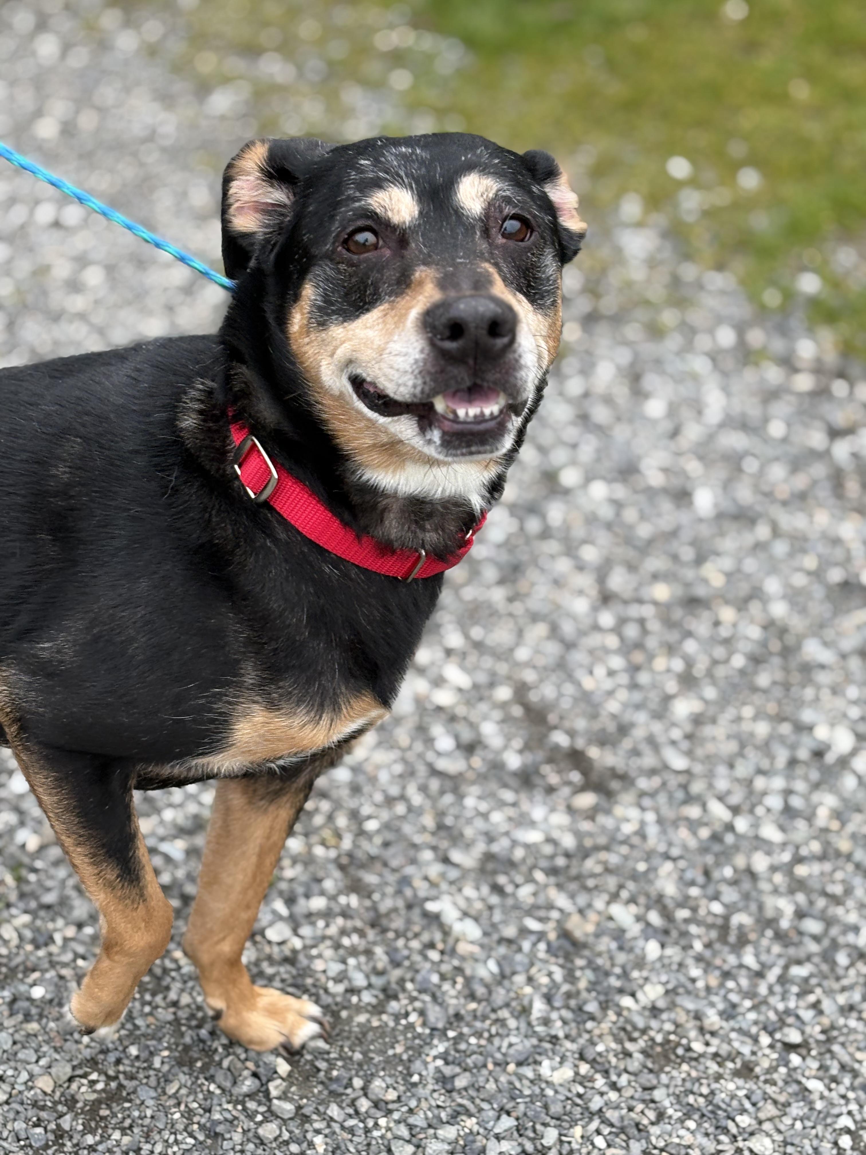 Lily, ADOPTABLE, Senior Female Australian Kelpie.