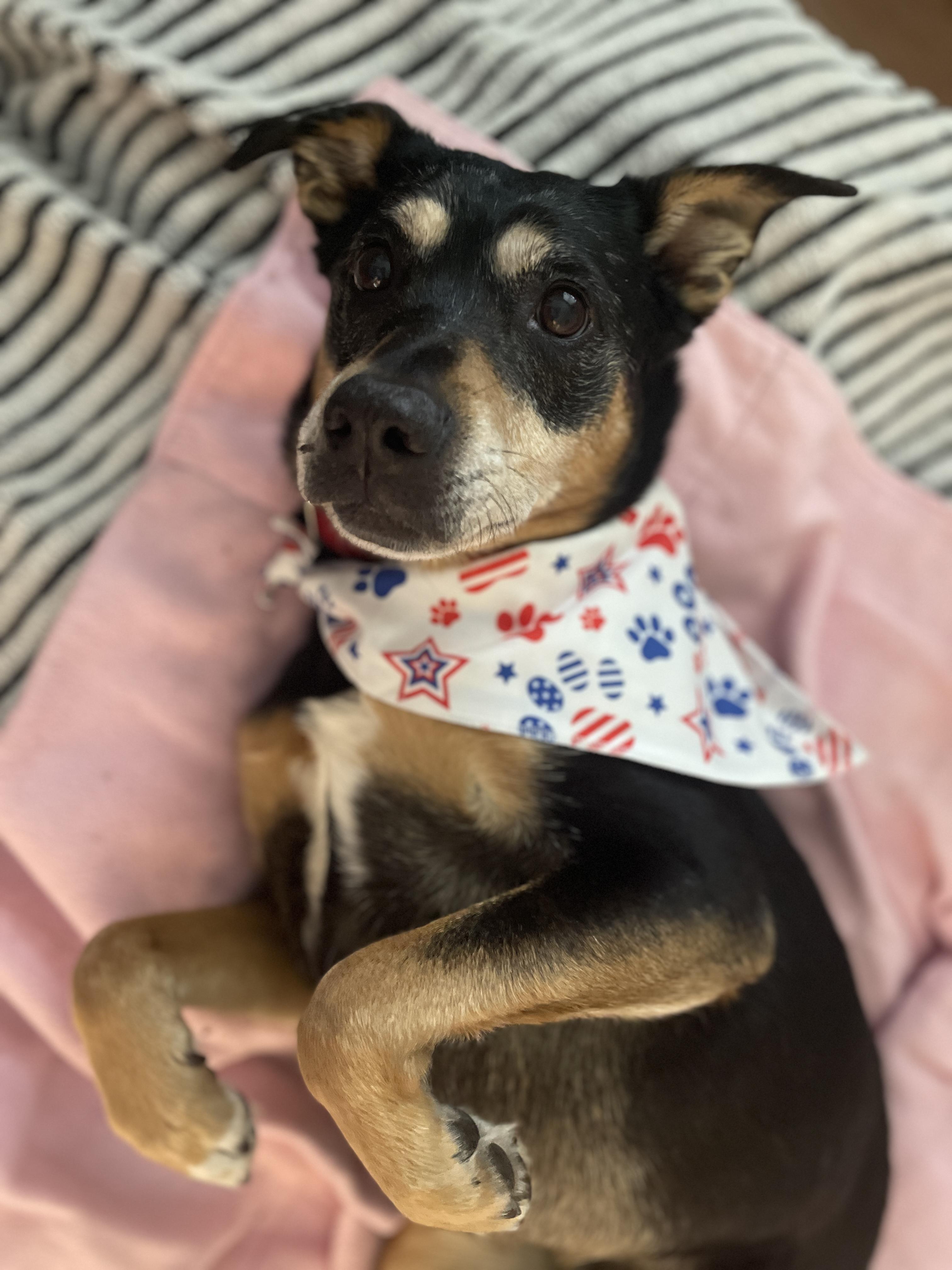 Lily, a ADOPTABLE mixed breed in Silvana, WA image 3/5