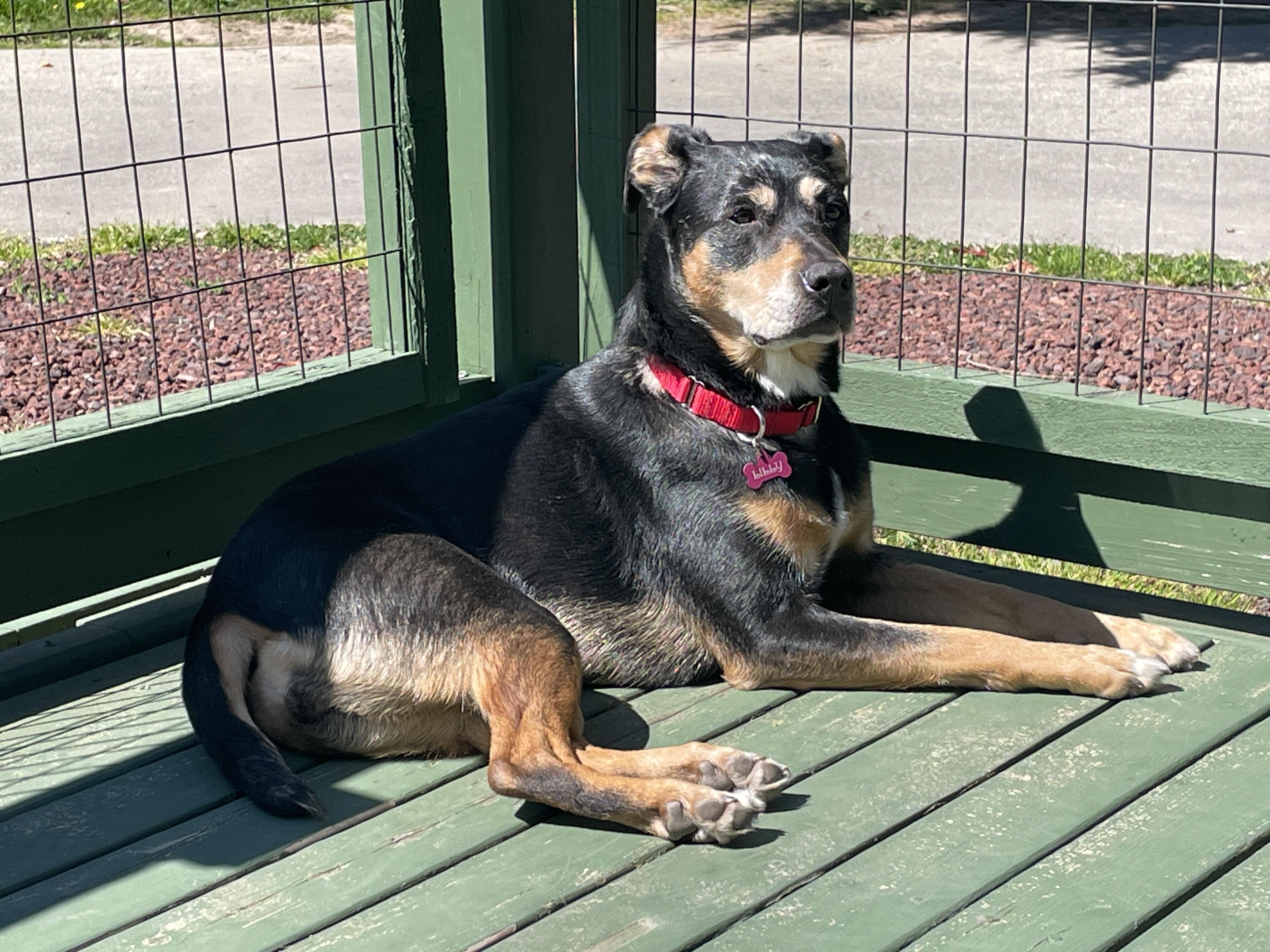 Lily, a ADOPTABLE mixed breed in Silvana, WA image 4/5
