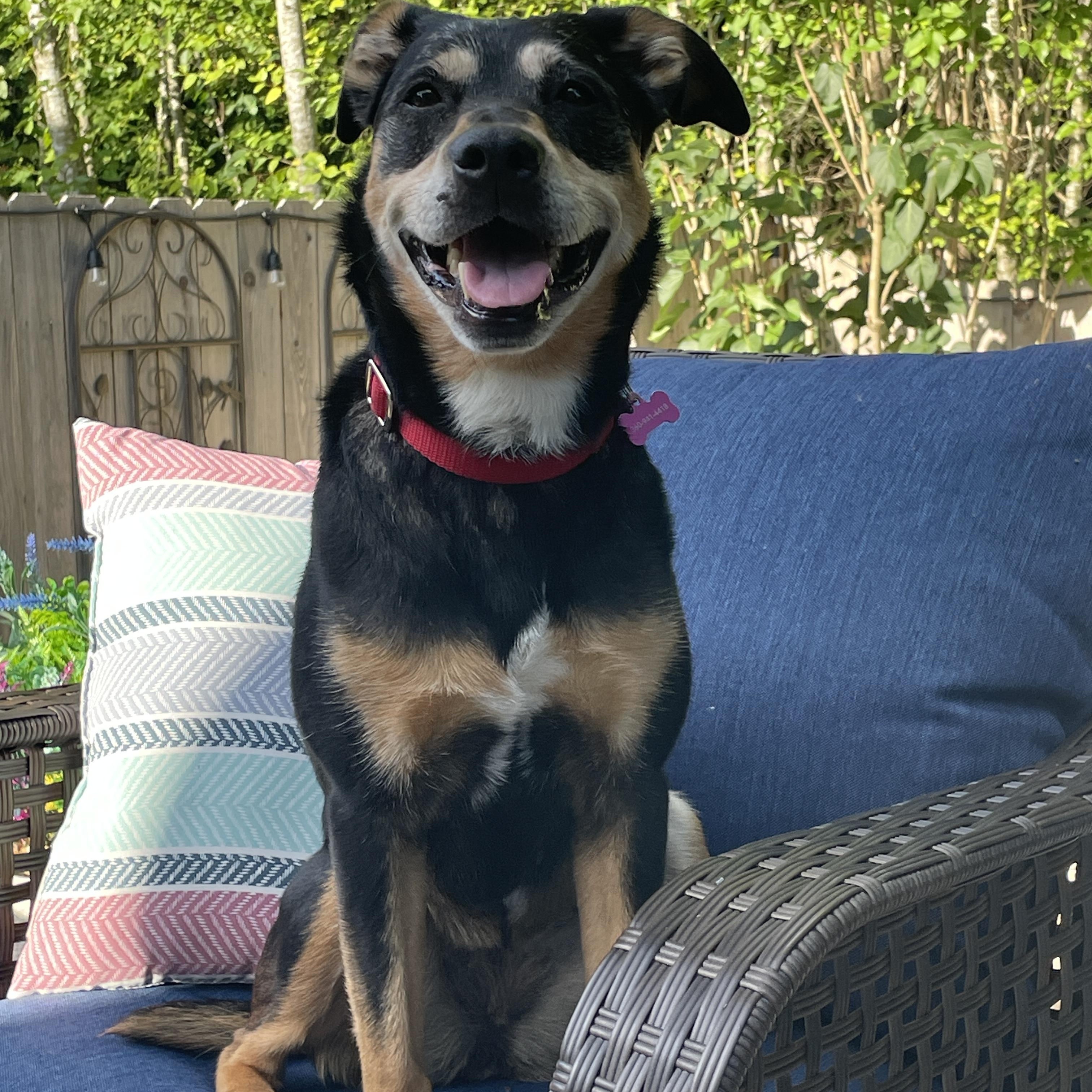 Lily, ADOPTABLE, Senior Female Australian Kelpie.