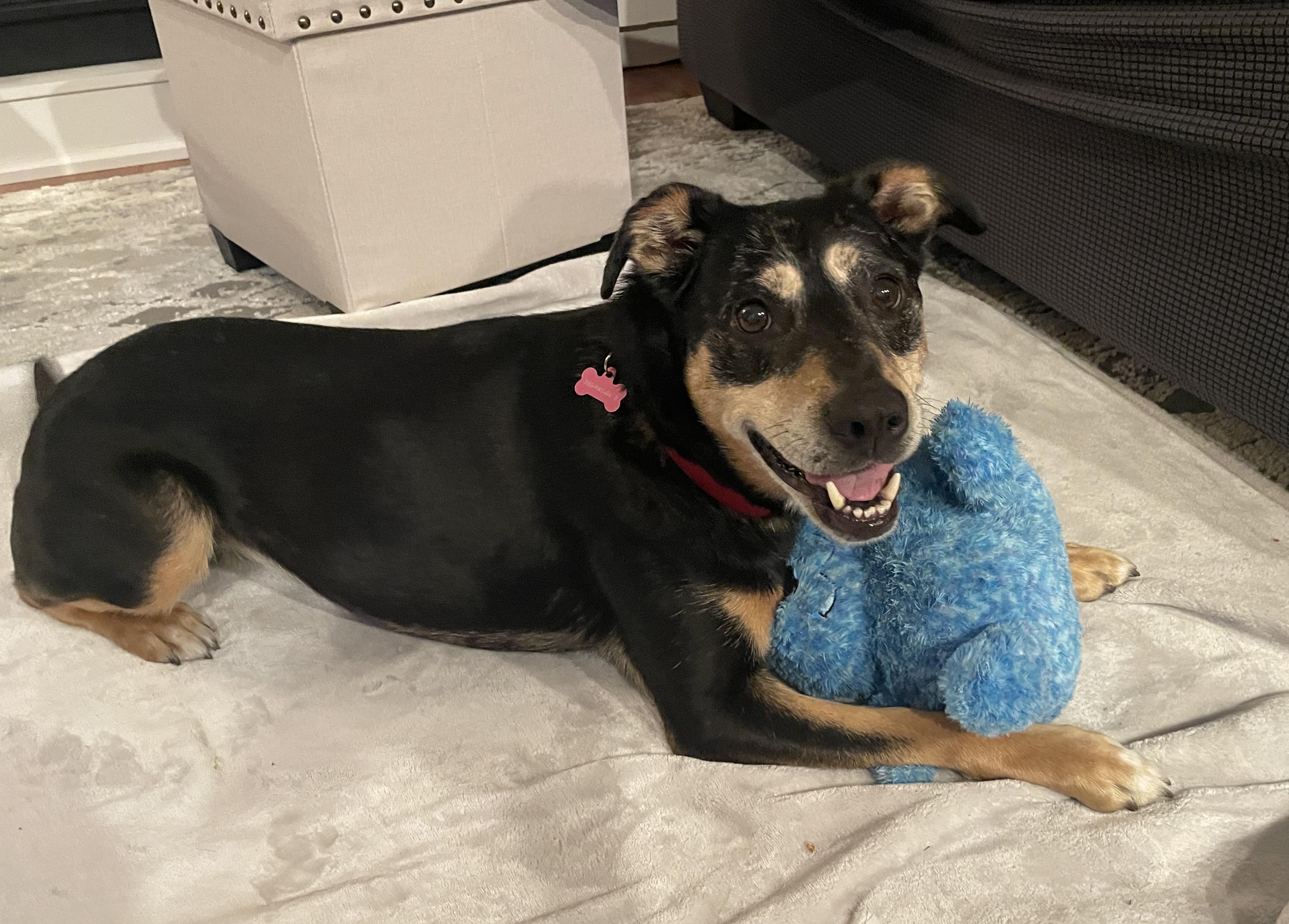 Lily, a ADOPTABLE mixed breed in Silvana, WA image 2/5