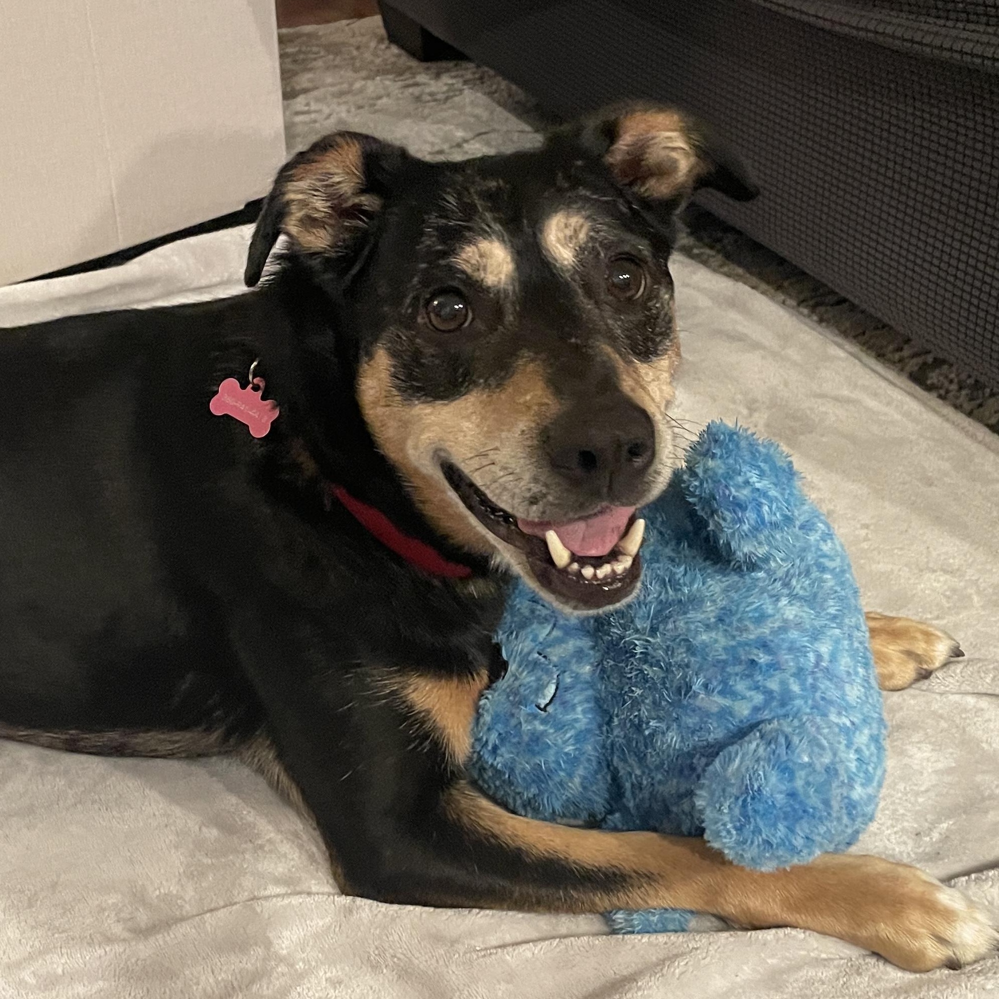 Lily, a ADOPTABLE mixed breed in Silvana, WA image 2/5