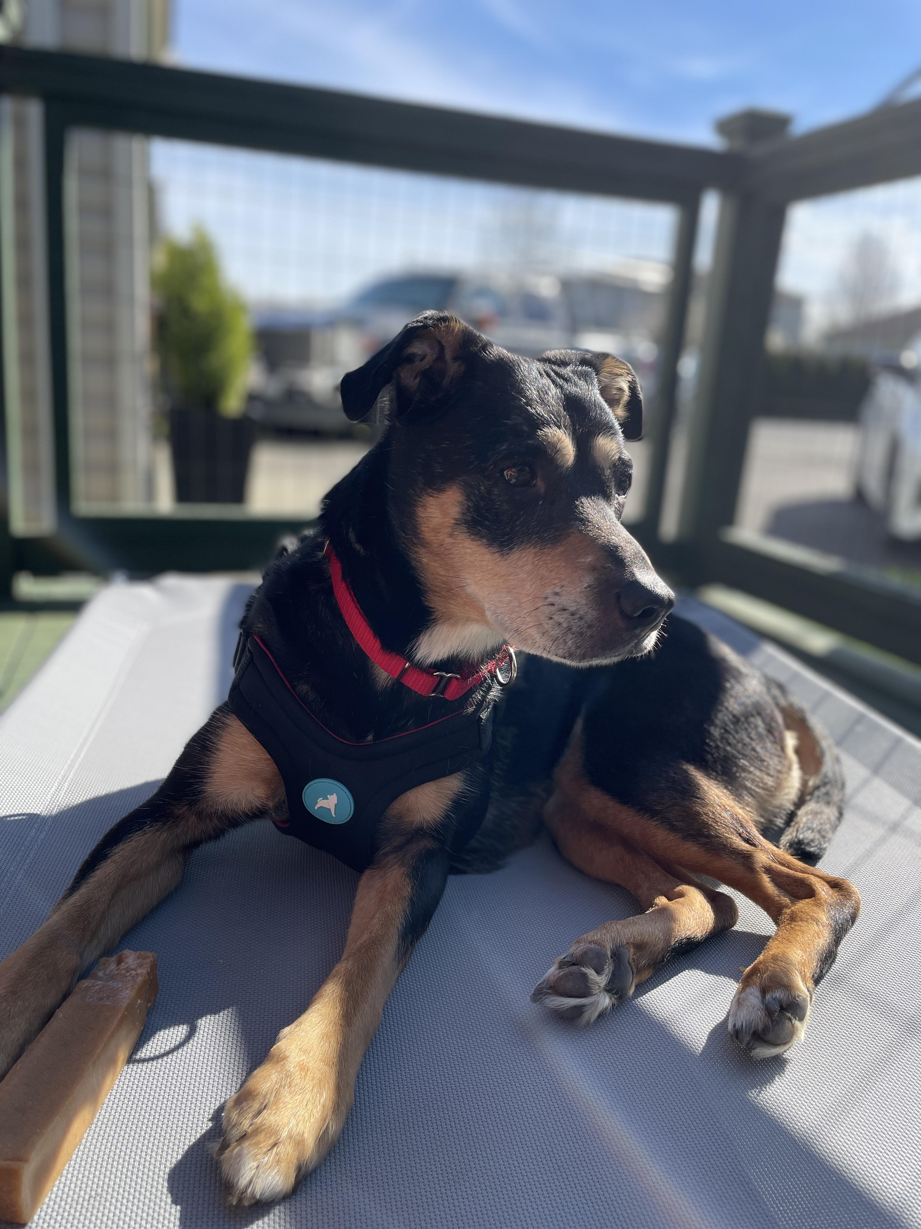 Lily, a ADOPTABLE mixed breed in Silvana, WA image 3/3