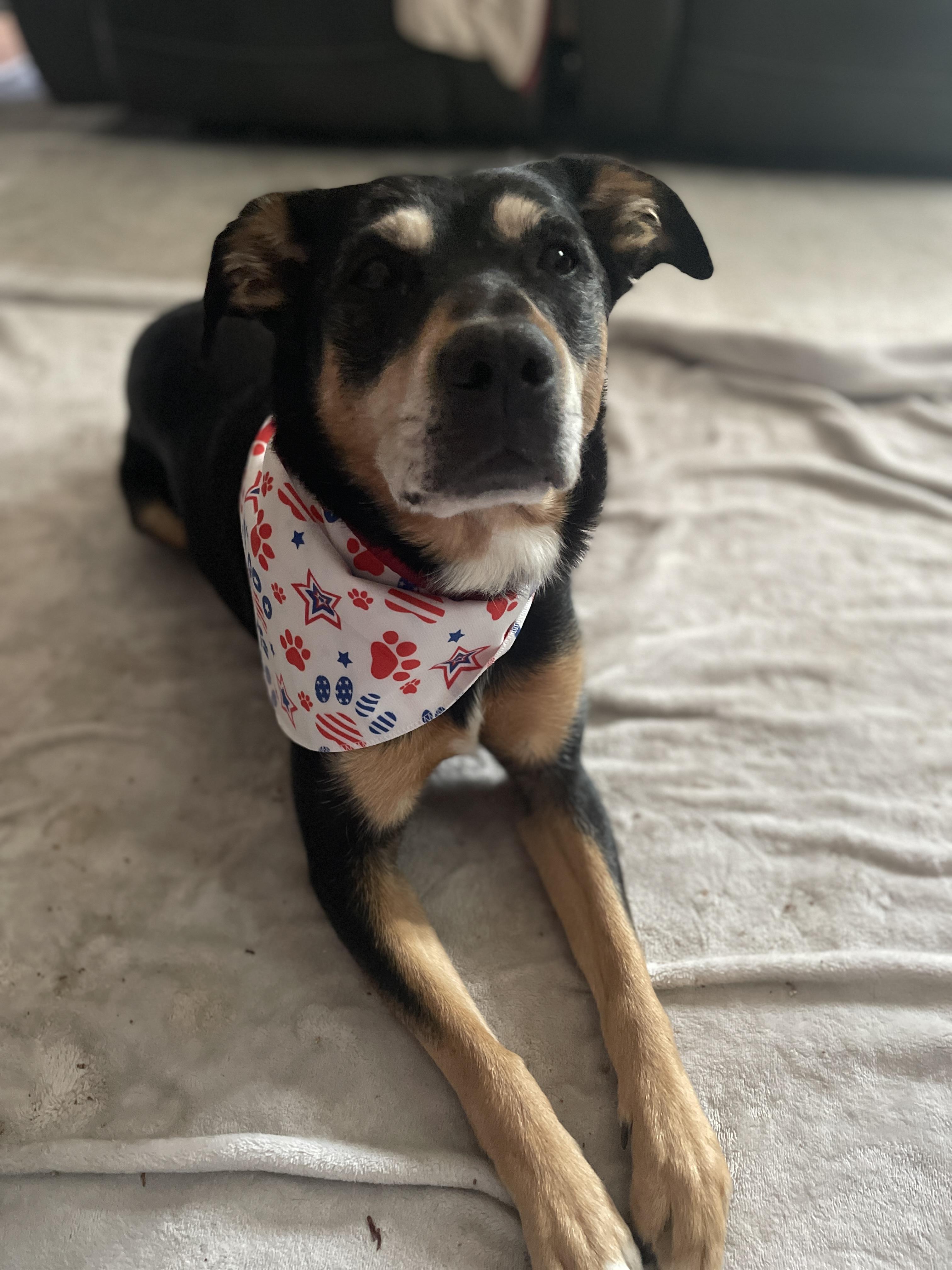 Lily, a ADOPTABLE mixed breed in Silvana, WA image 2/5
