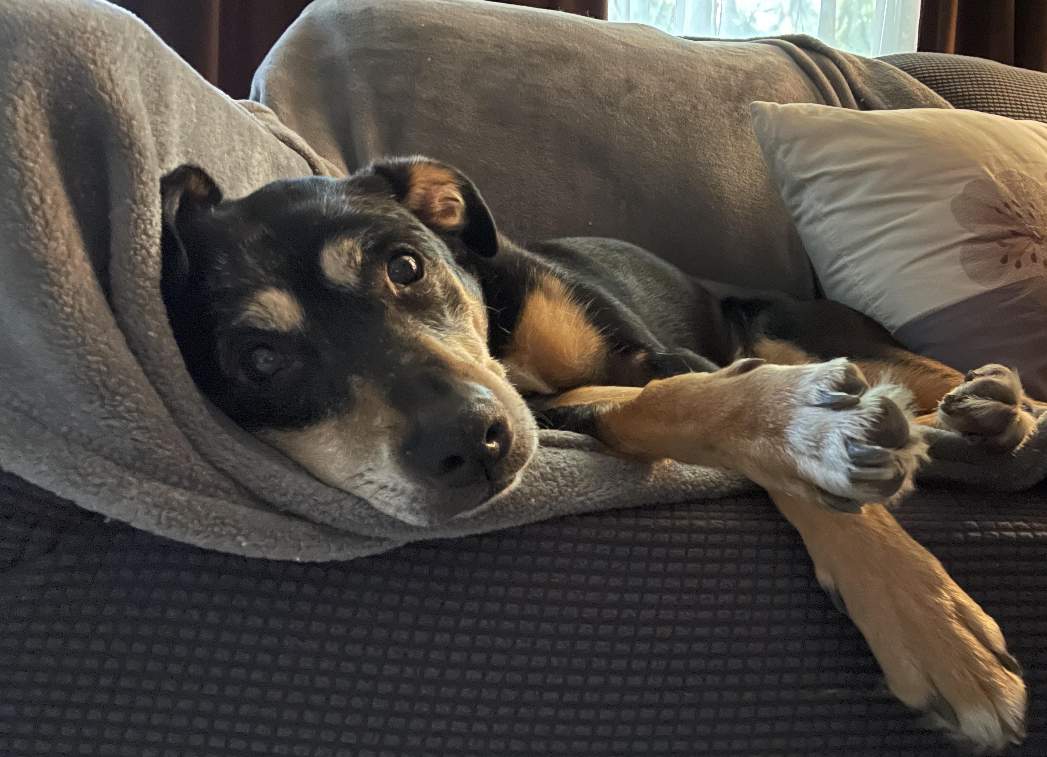 Lily, a ADOPTABLE mixed breed in Silvana, WA image 1/3