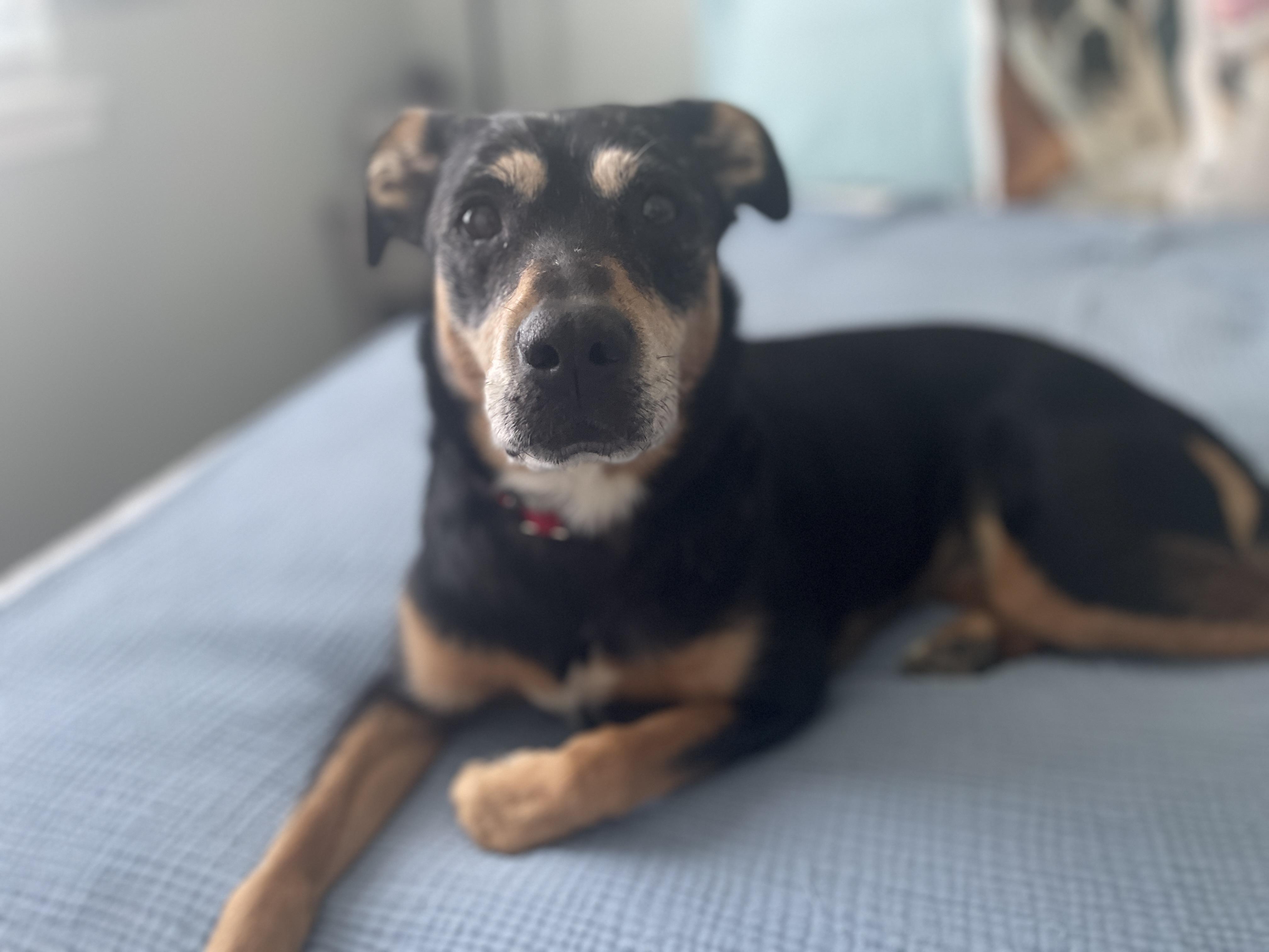 Lily, a ADOPTABLE mixed breed in Silvana, WA image 1/5