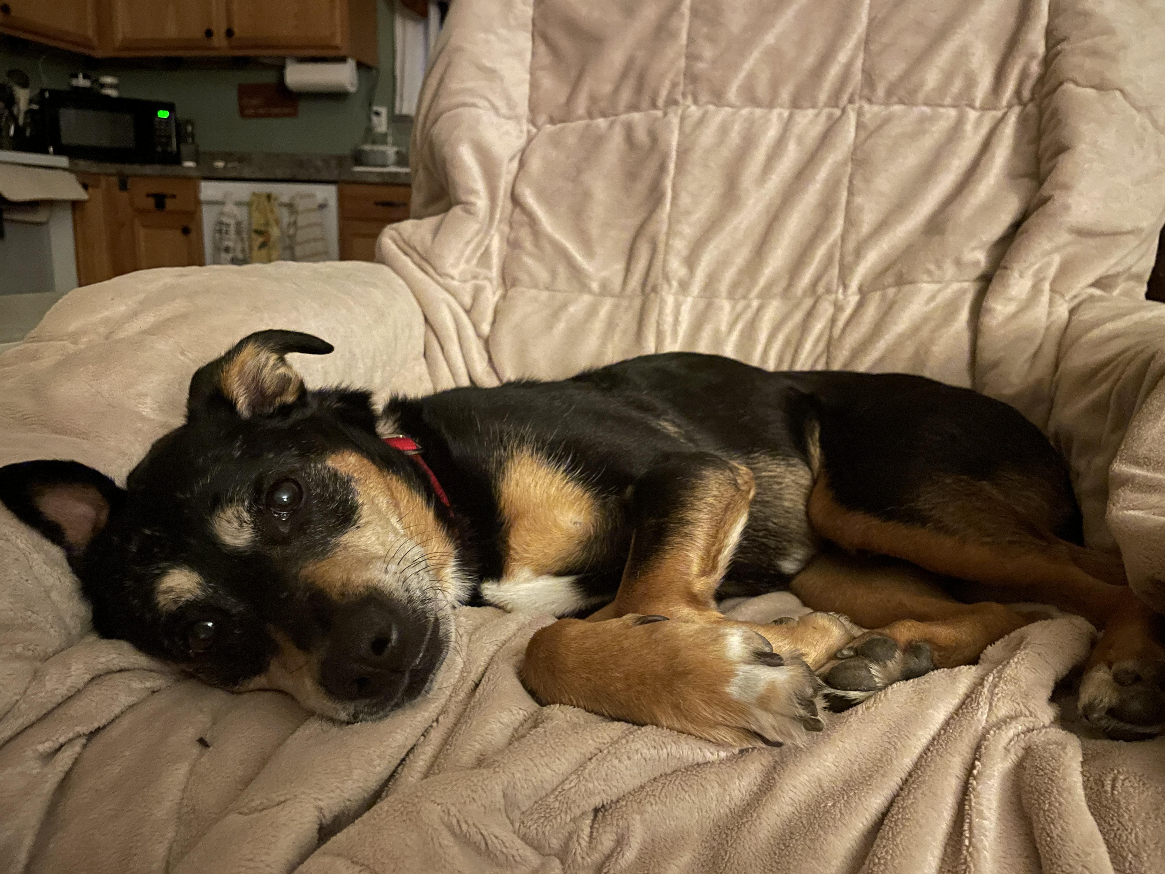 Lily, a ADOPTABLE mixed breed in Silvana, WA image 5/5