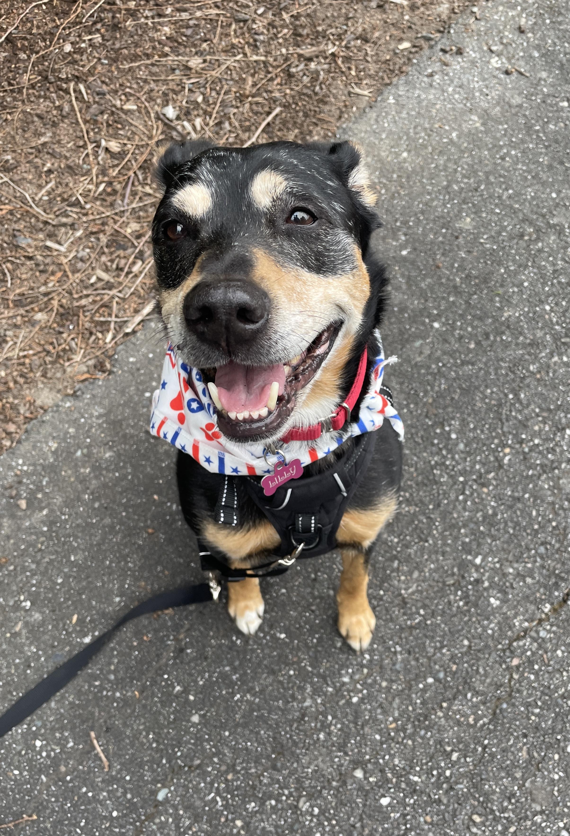 Lily, a ADOPTABLE mixed breed in Silvana, WA image 1/5