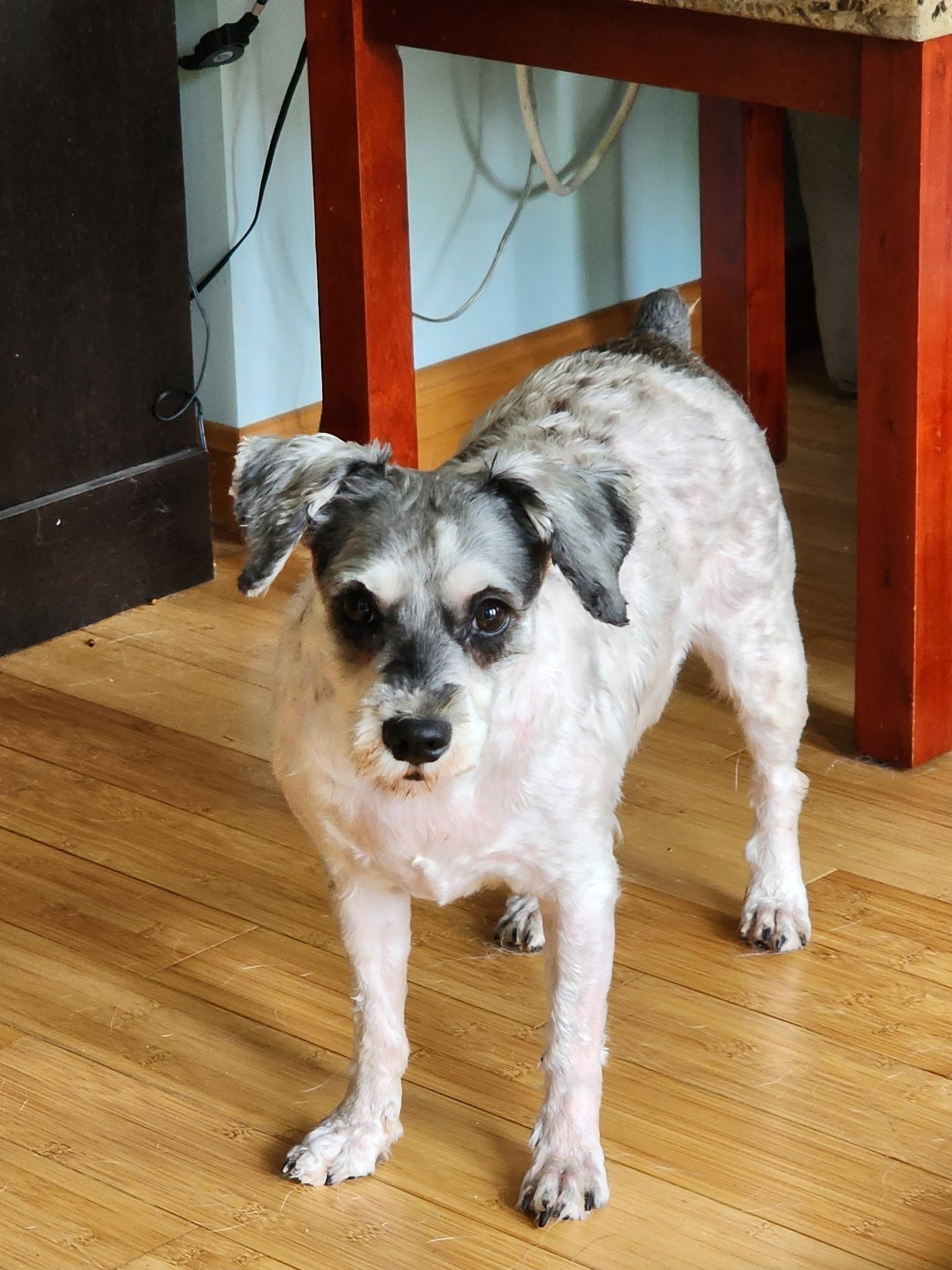 Jules, a Adoptable mixed breed in Glover, VT image 2/2