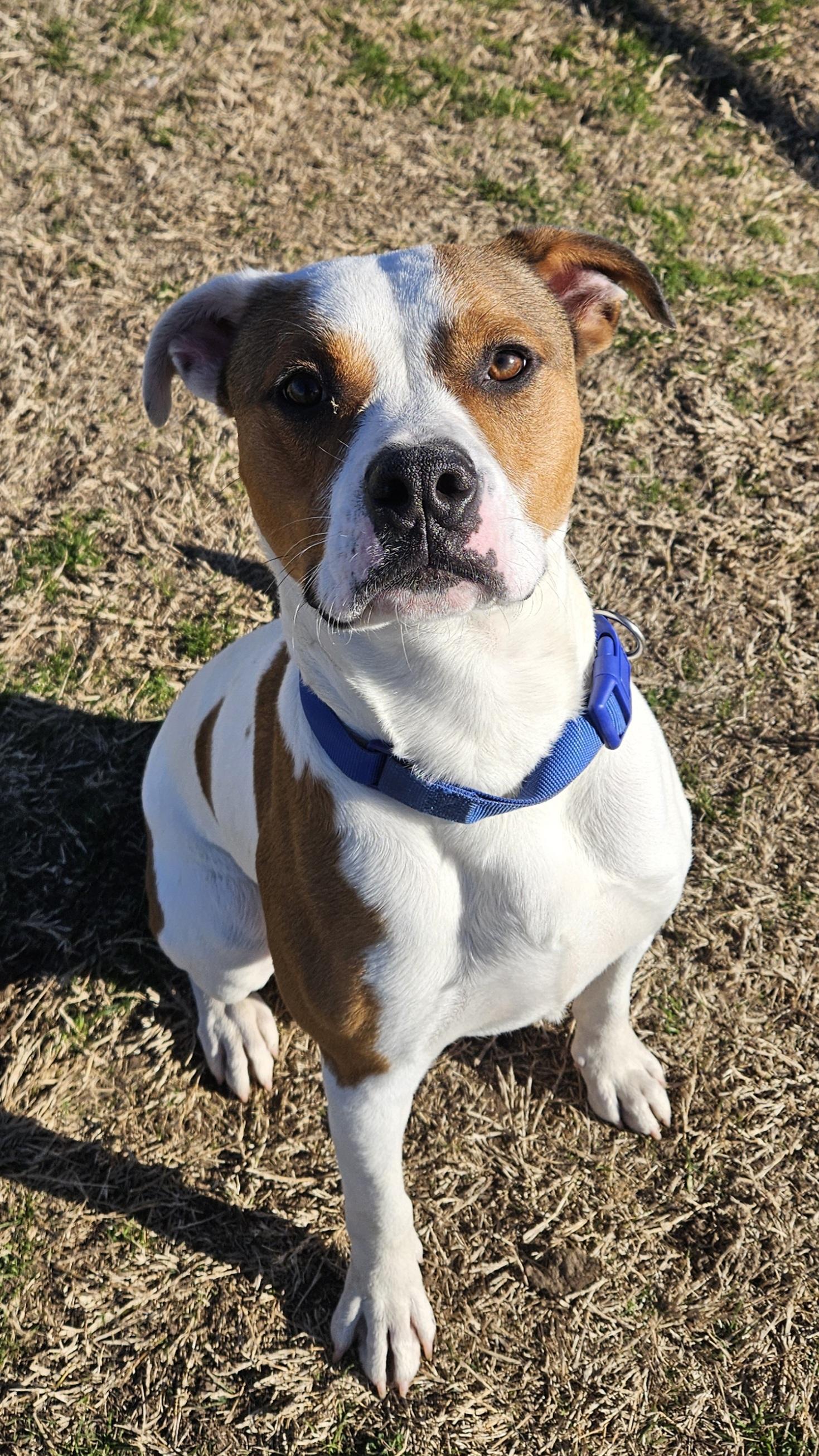 Anton, Adoptable, Young Male Boxer & Pit Bull Terrier.