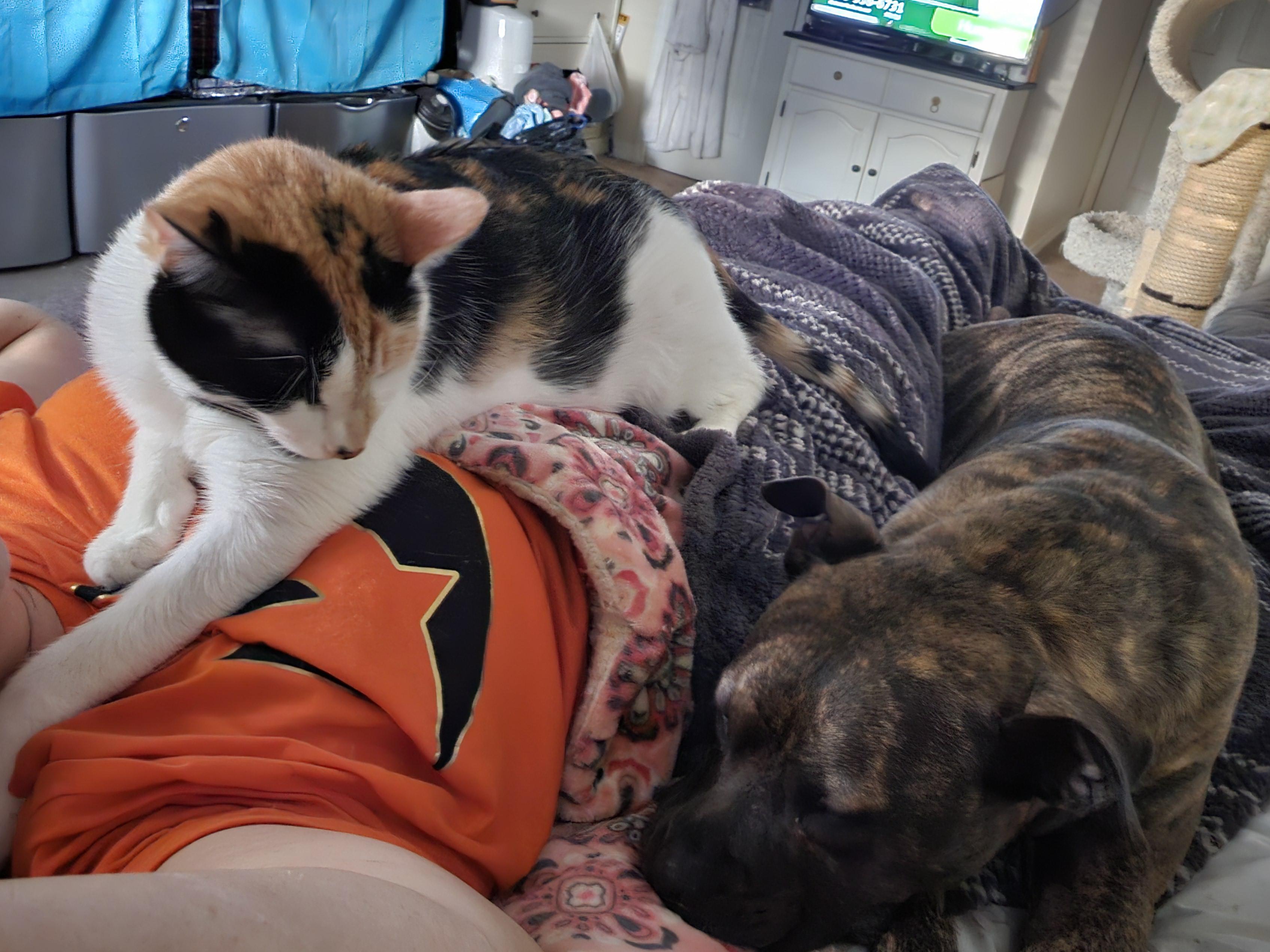 Bella, a Adopted Domestic Short Hair in Orlando, FL image 3/5