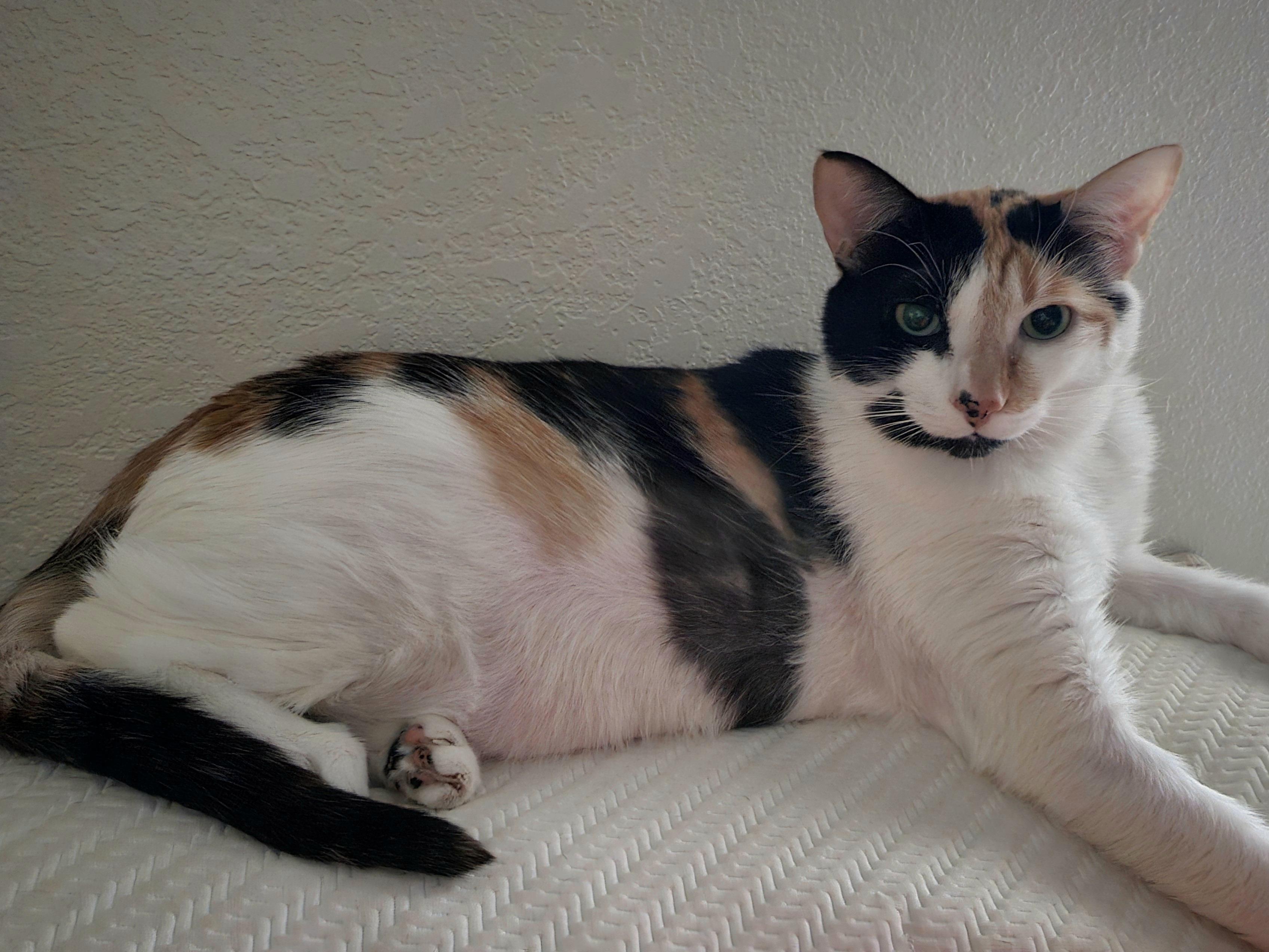 Bella, Adopted, Adult Female Domestic Short Hair.