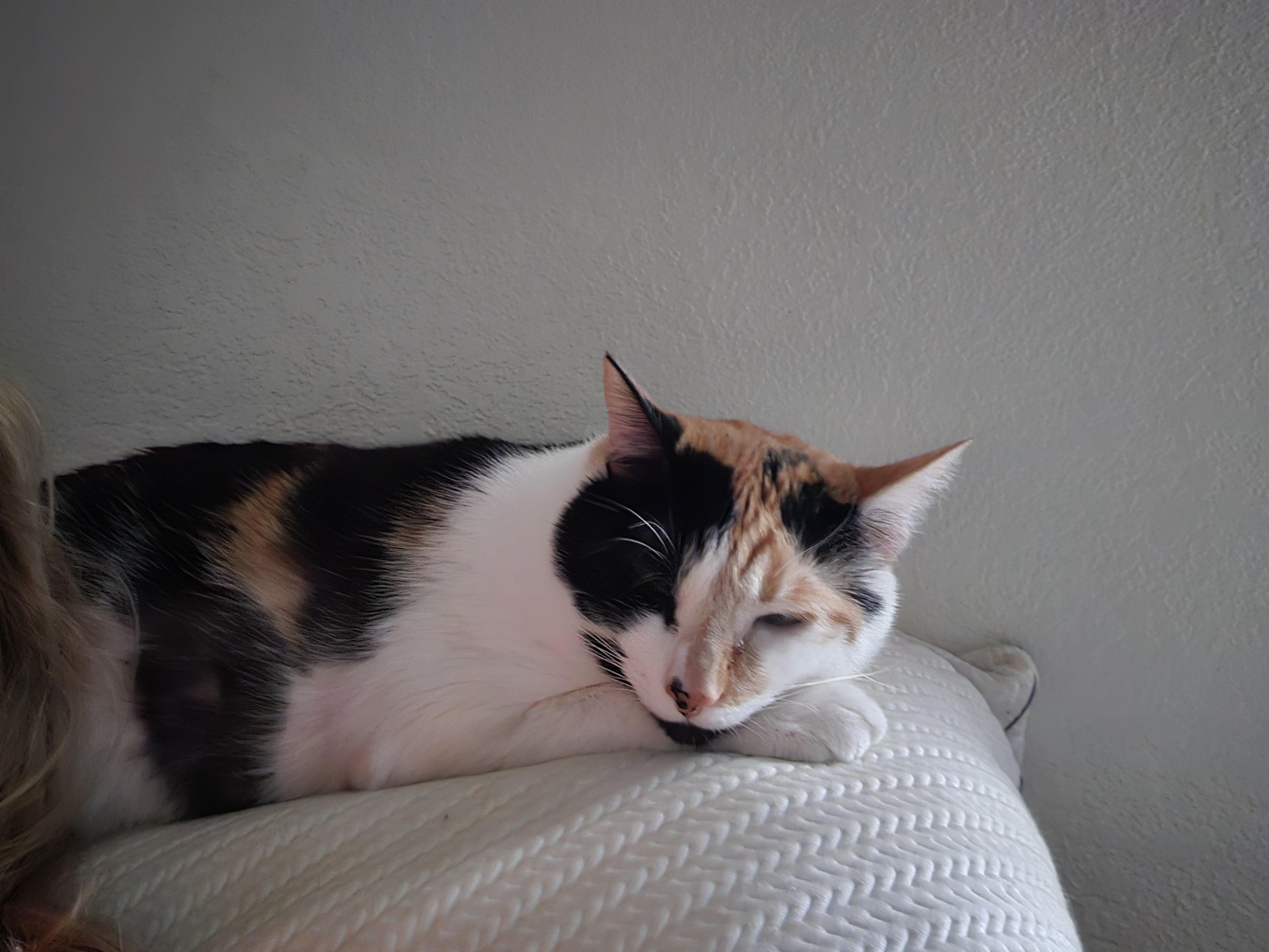 Bella, a Adopted Domestic Short Hair in Orlando, FL image 4/5