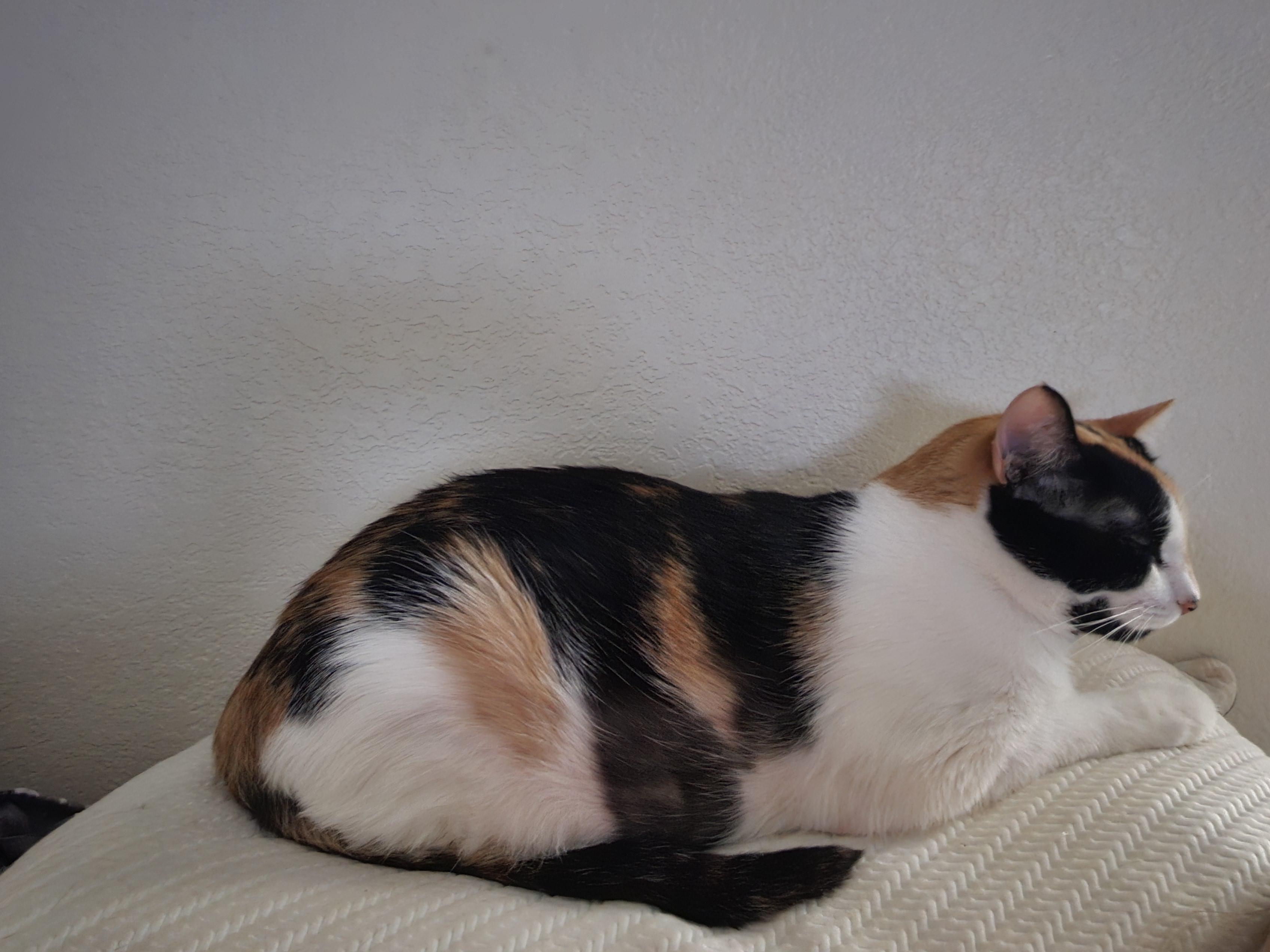 Bella, a Adopted Domestic Short Hair in Orlando, FL image 5/5