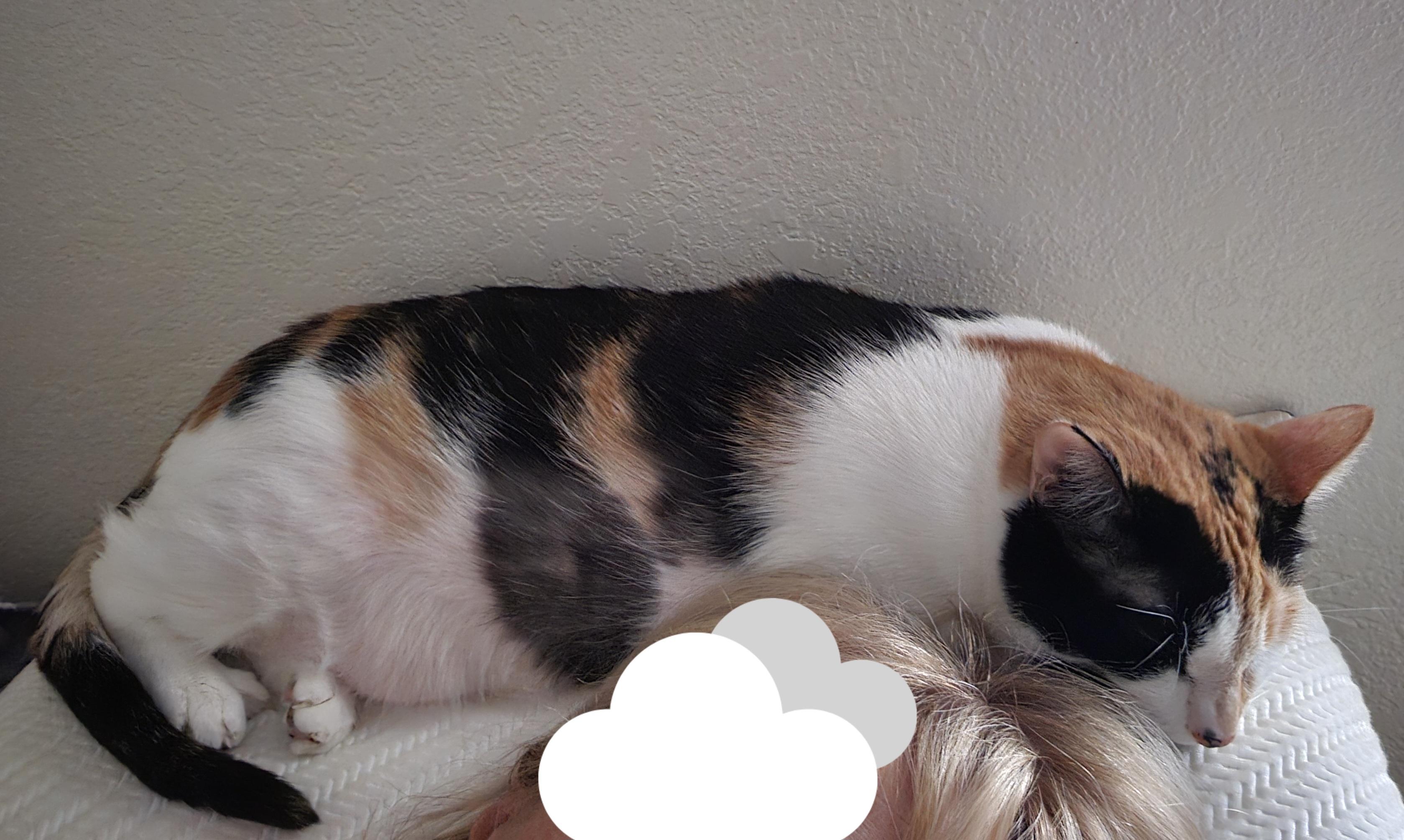 Bella, a Adopted Domestic Short Hair in Orlando, FL image 2/5