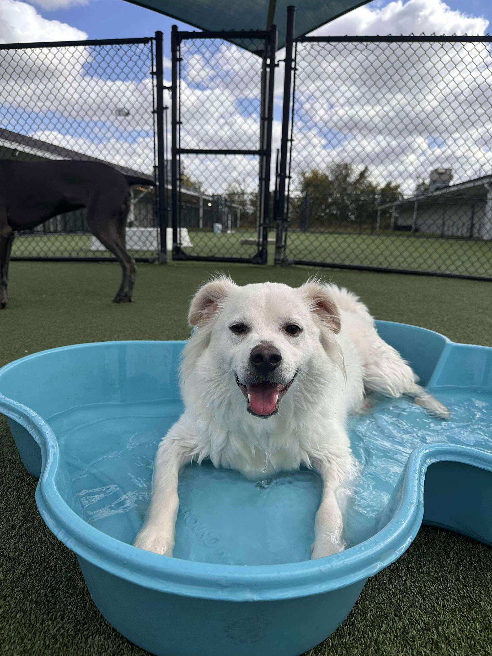 Palmer - under 45 lbs!, Adopted, Young Male Chihuahua & Chow Chow.