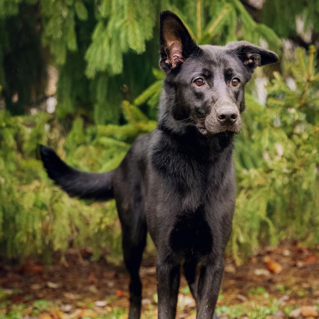 Lorraine, Adoptable, Adult Female Shepherd.