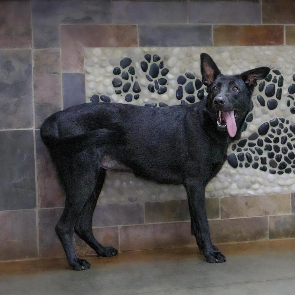 Lorraine, a Adoptable Shepherd in Versailles, KY image 2/3
