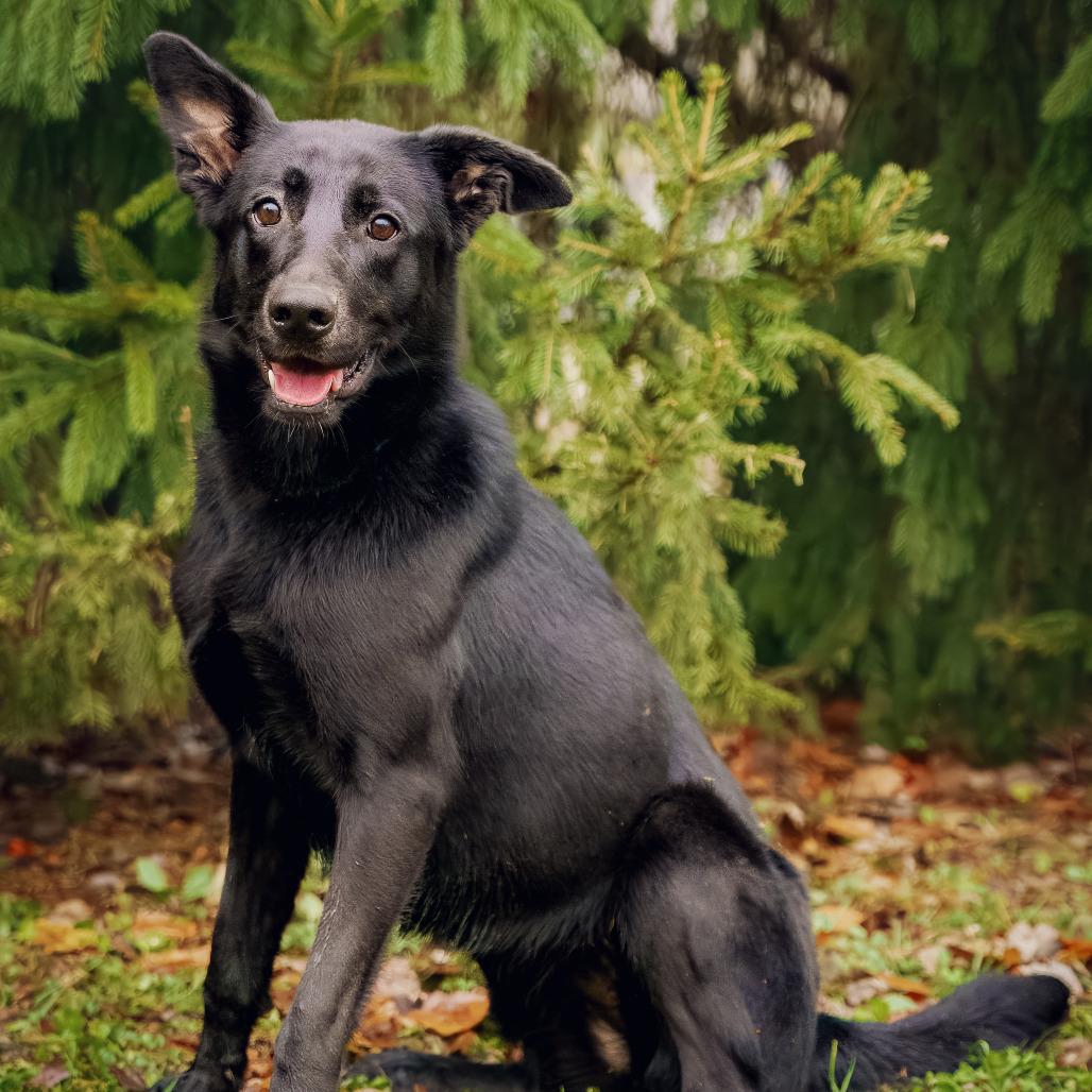 Lorraine, a Adoptable Shepherd in Versailles, KY image 3/3