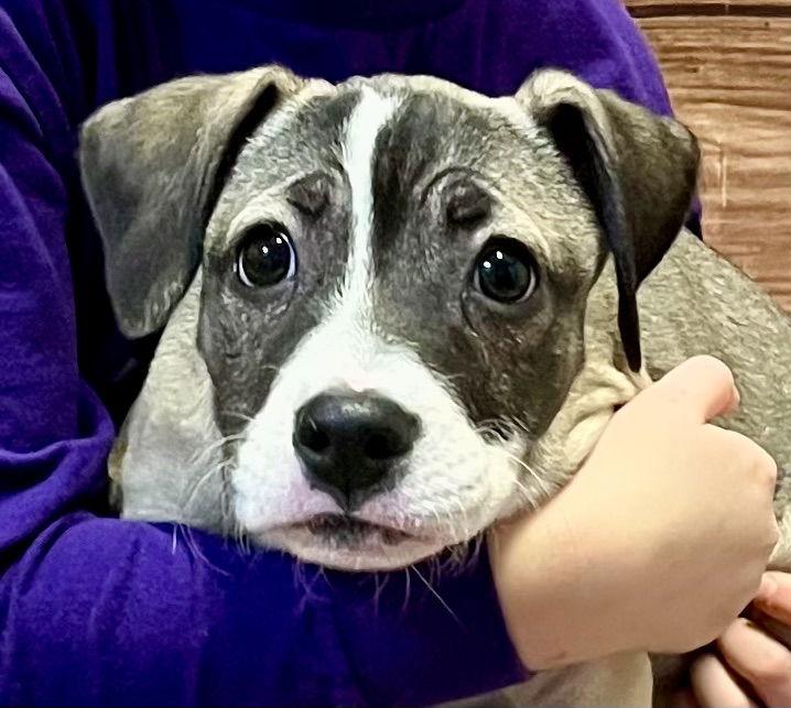 Rose, Adoptable, Puppy Female Labrador Retriever & Pit Bull Terrier.