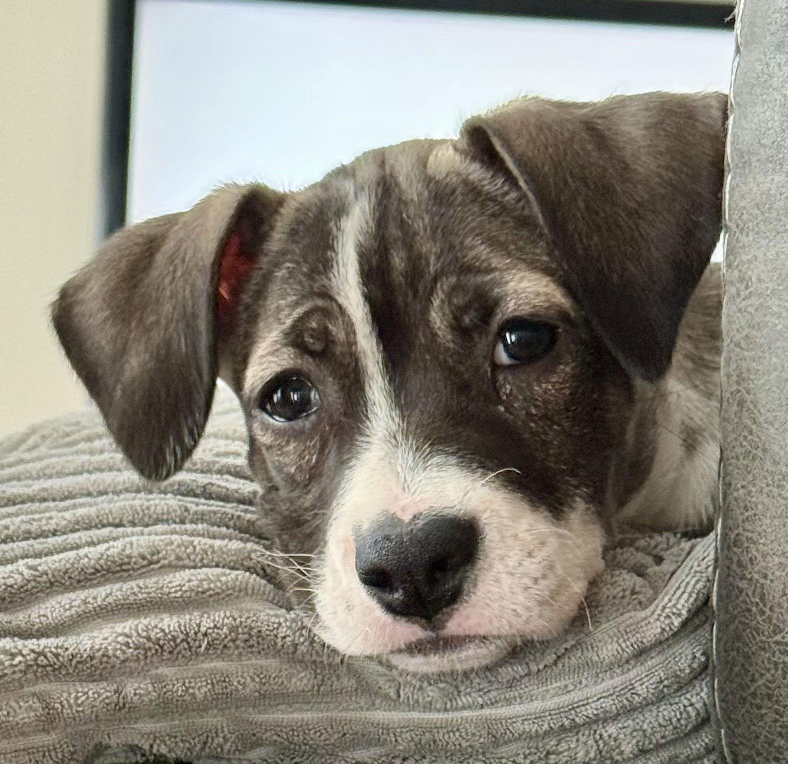 Enlarge S'mores, a Adoptable mixed breed in Lake Hopatcong, NJ image 2/3