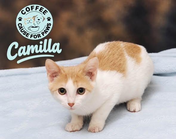 Enlarge Camilla, a Adoptable Domestic Short Hair in Douglas, GA image 2/2