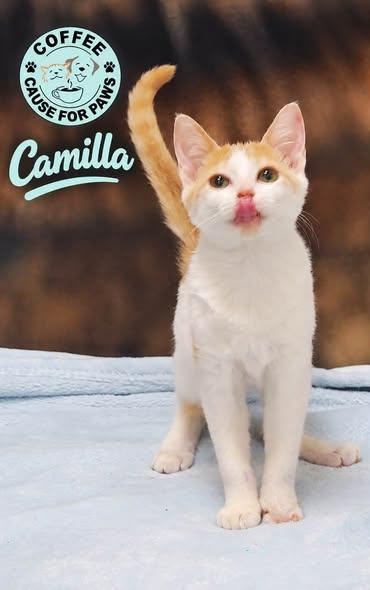 Camilla, Adoptable, Kitten Female Domestic Short Hair.