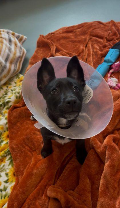 Bartok The Magnificent, Adoptable, Puppy Female Shepherd & Mixed Breed.