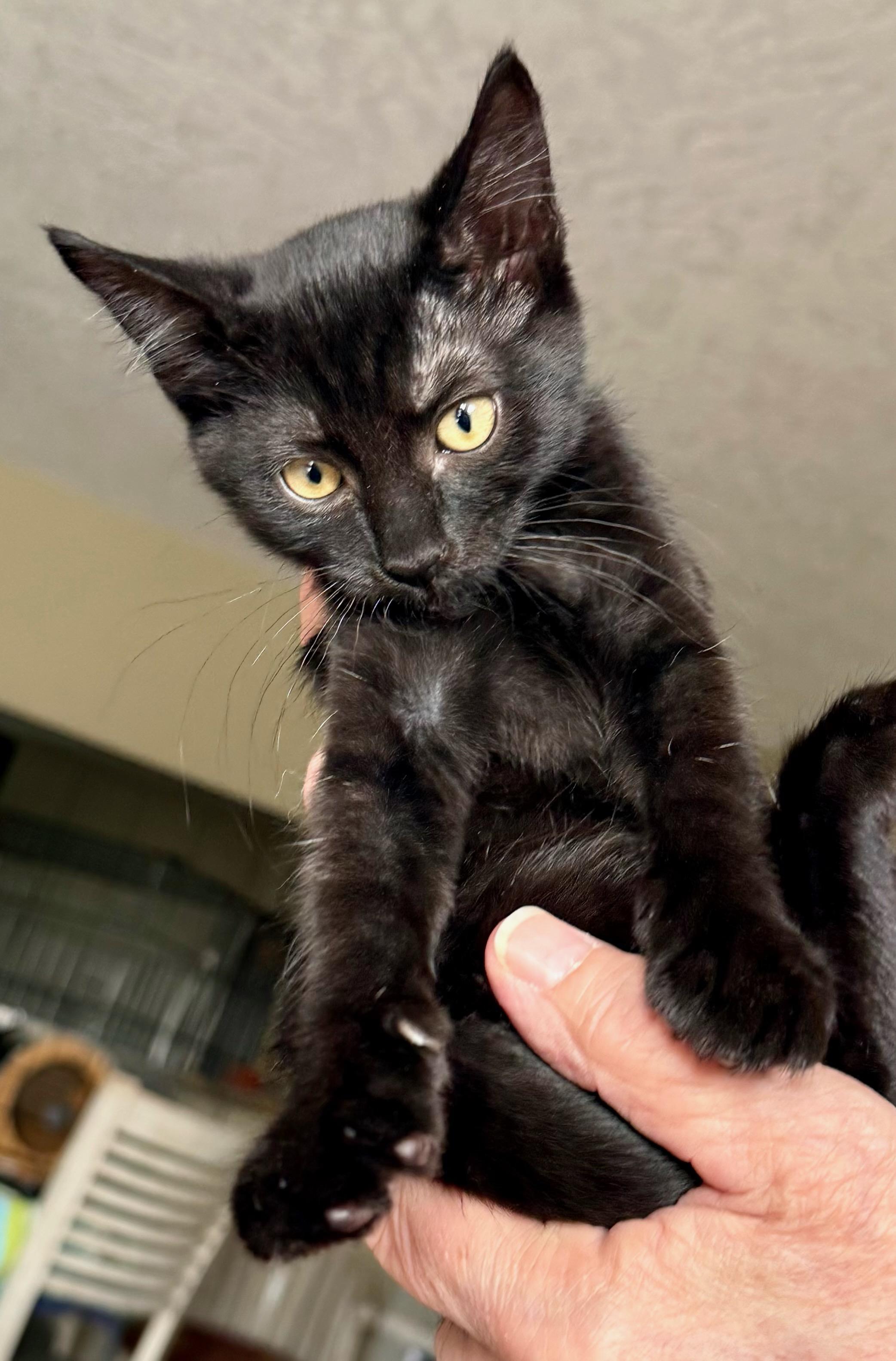 Bronze, Adoptable, Kitten Female Domestic Short Hair.