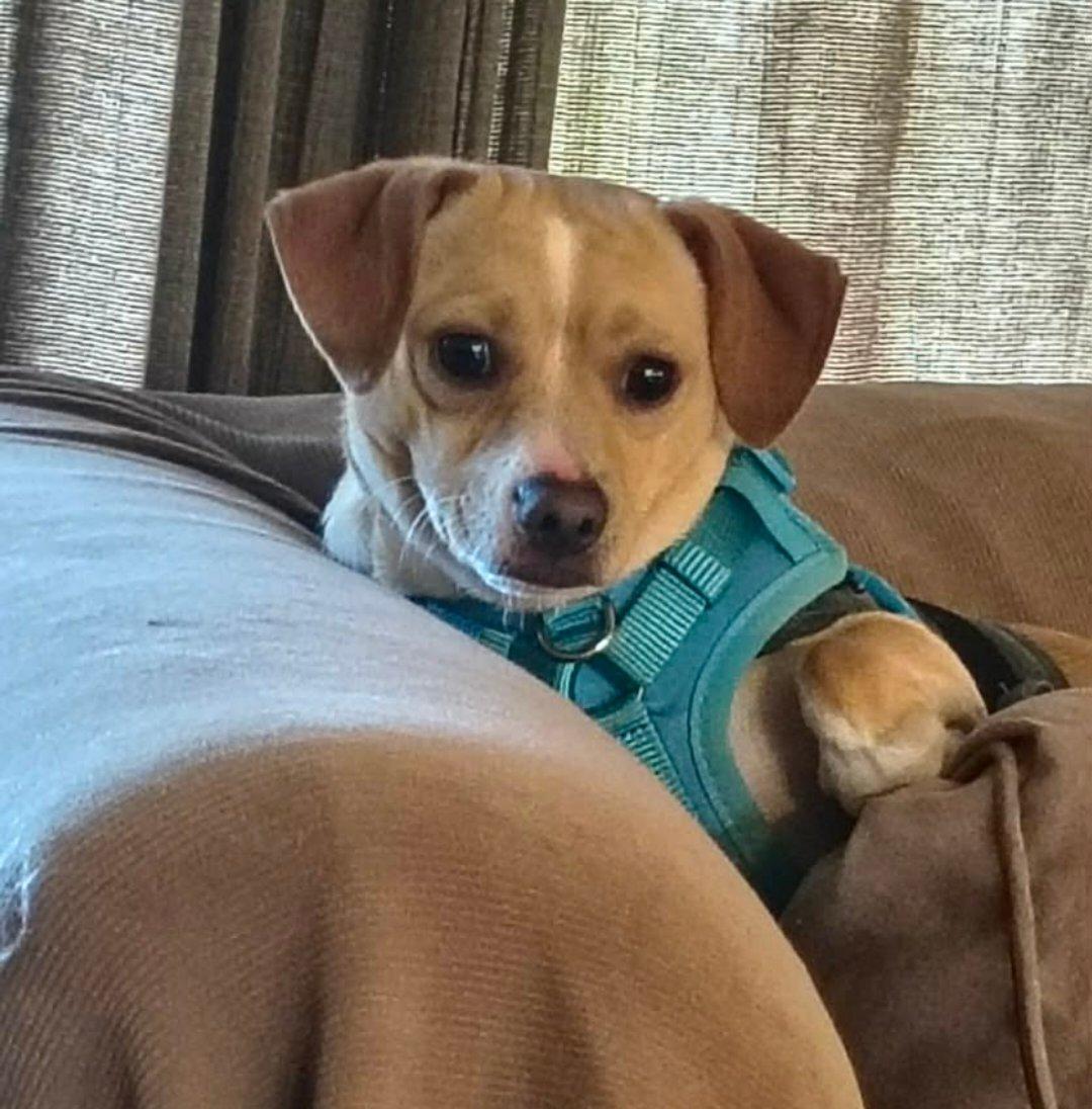 Prince, ADOPTABLE, Adult Male Beagle & Chihuahua.