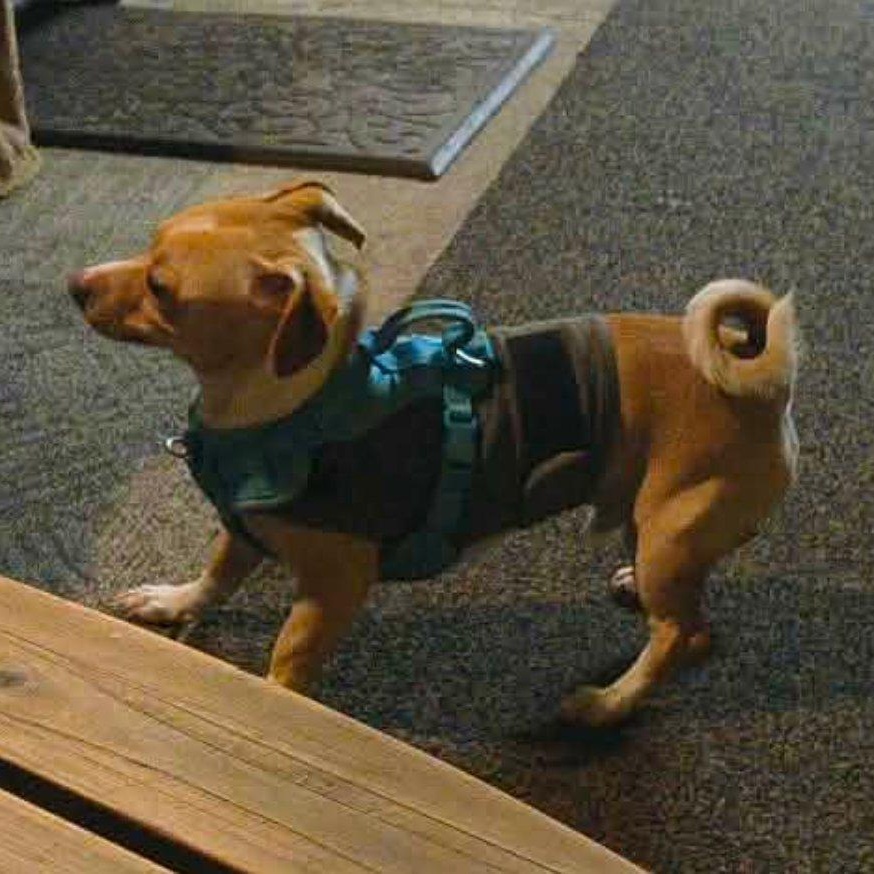 Enlarge Prince, a ADOPTABLE mixed breed in Portland, OR image 2/3