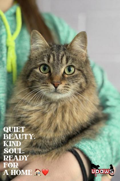 Delivery, Adoptable, Adult Female Domestic Long Hair & Domestic Short Hair.