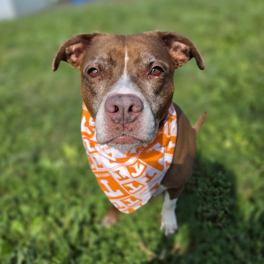 Enlarge Lilith, a Adoptable Pit Bull Terrier in Jefferson city, TN image 1/1