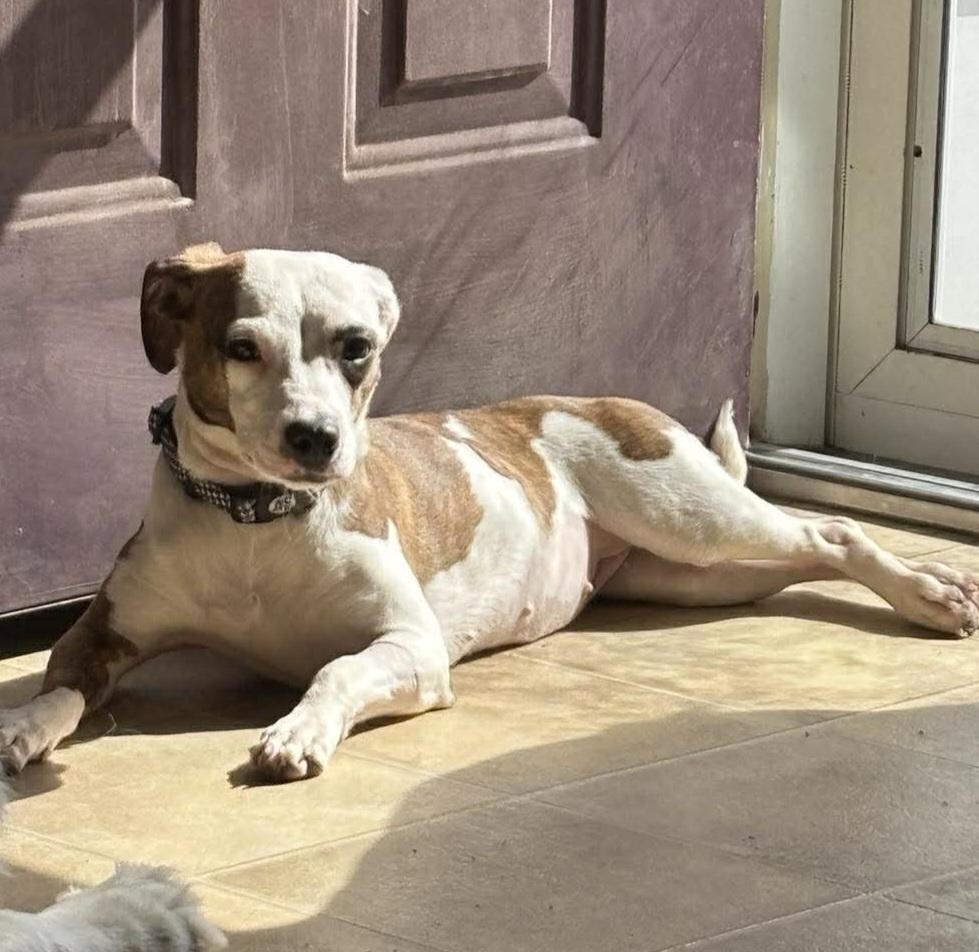 Poppy, a ADOPTABLE Mixed Breed in Rochester , NY image 2/4