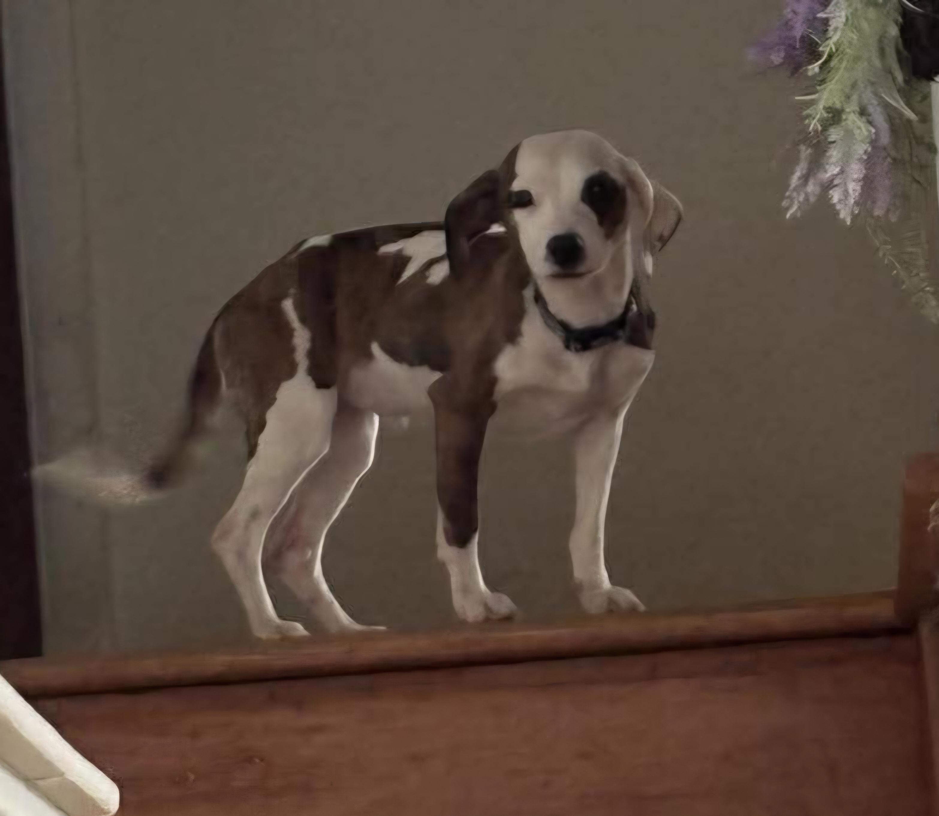 Poppy, a ADOPTABLE Mixed Breed in Rochester , NY image 4/4