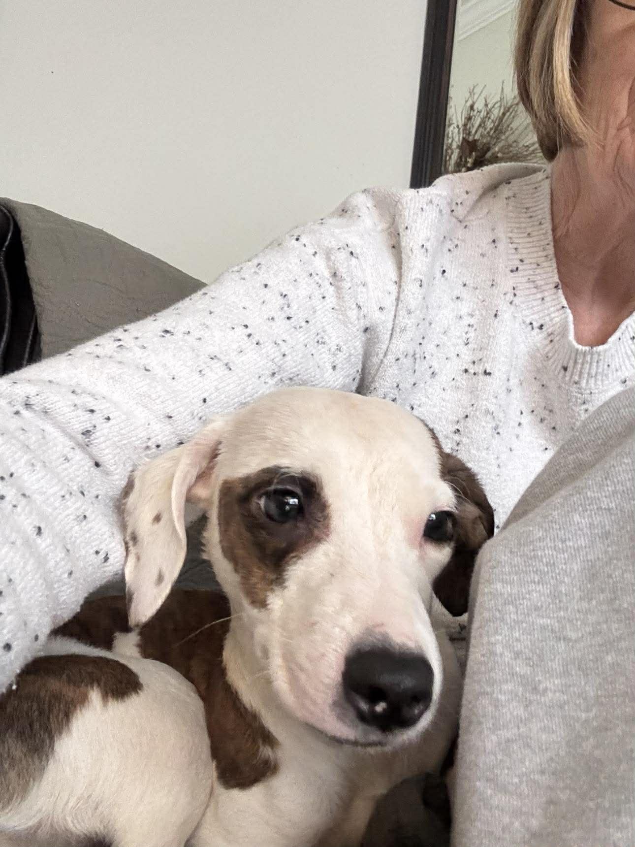 Poppy, a ADOPTABLE Mixed Breed in Rochester , NY image 3/4