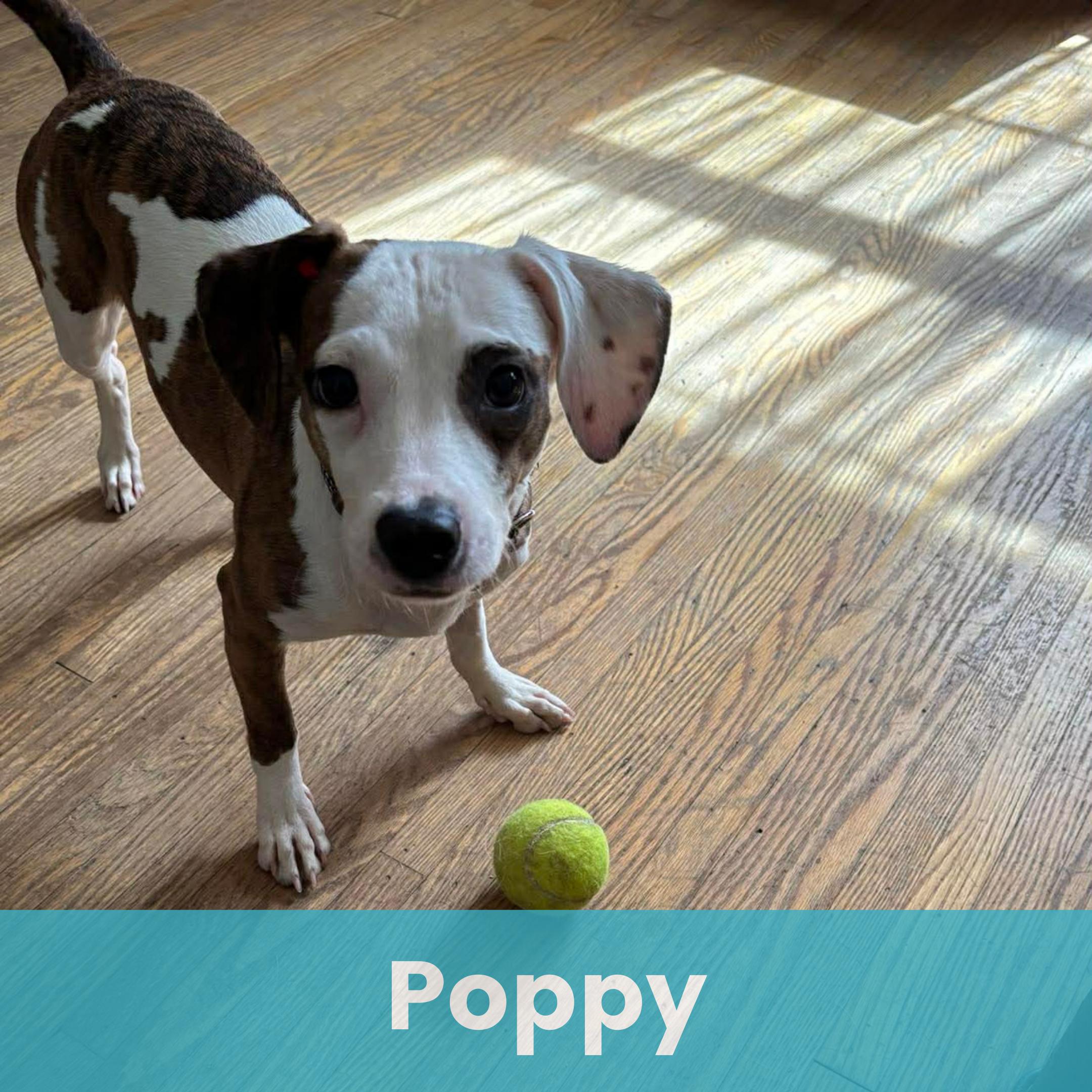 Poppy, a ADOPTABLE Mixed Breed in Rochester , NY image 1/4