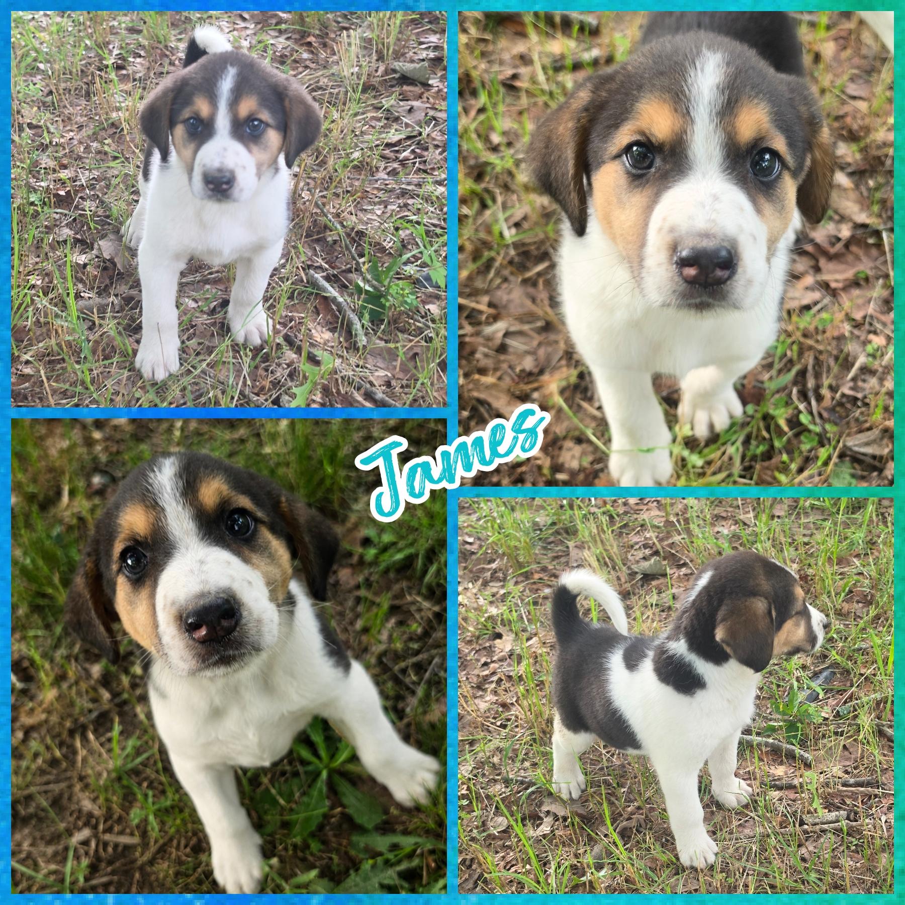 Enlarge James, an adopted mixed breed in Blacksburg, SC image 1/1