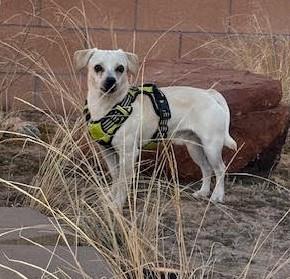 Billy, ADOPTABLE, Young Male Chihuahua.