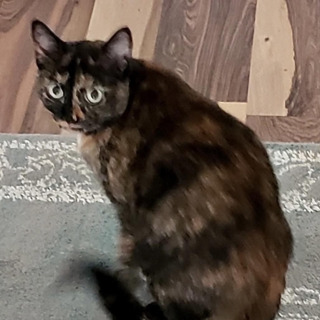 Peggy, Adoptable, Adult Female Domestic Short Hair.