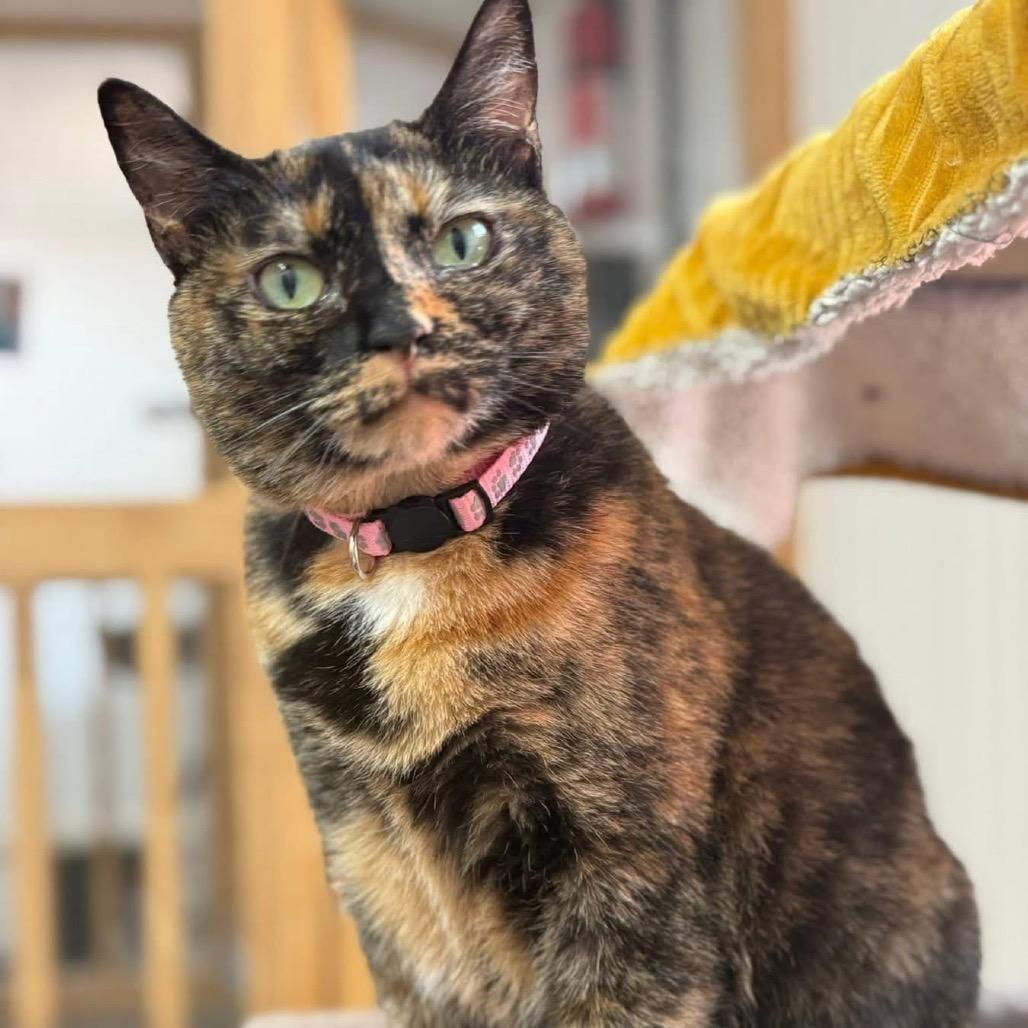 Enlarge Peggy, a Adoptable Domestic Short Hair in Delta, AL image 1/2