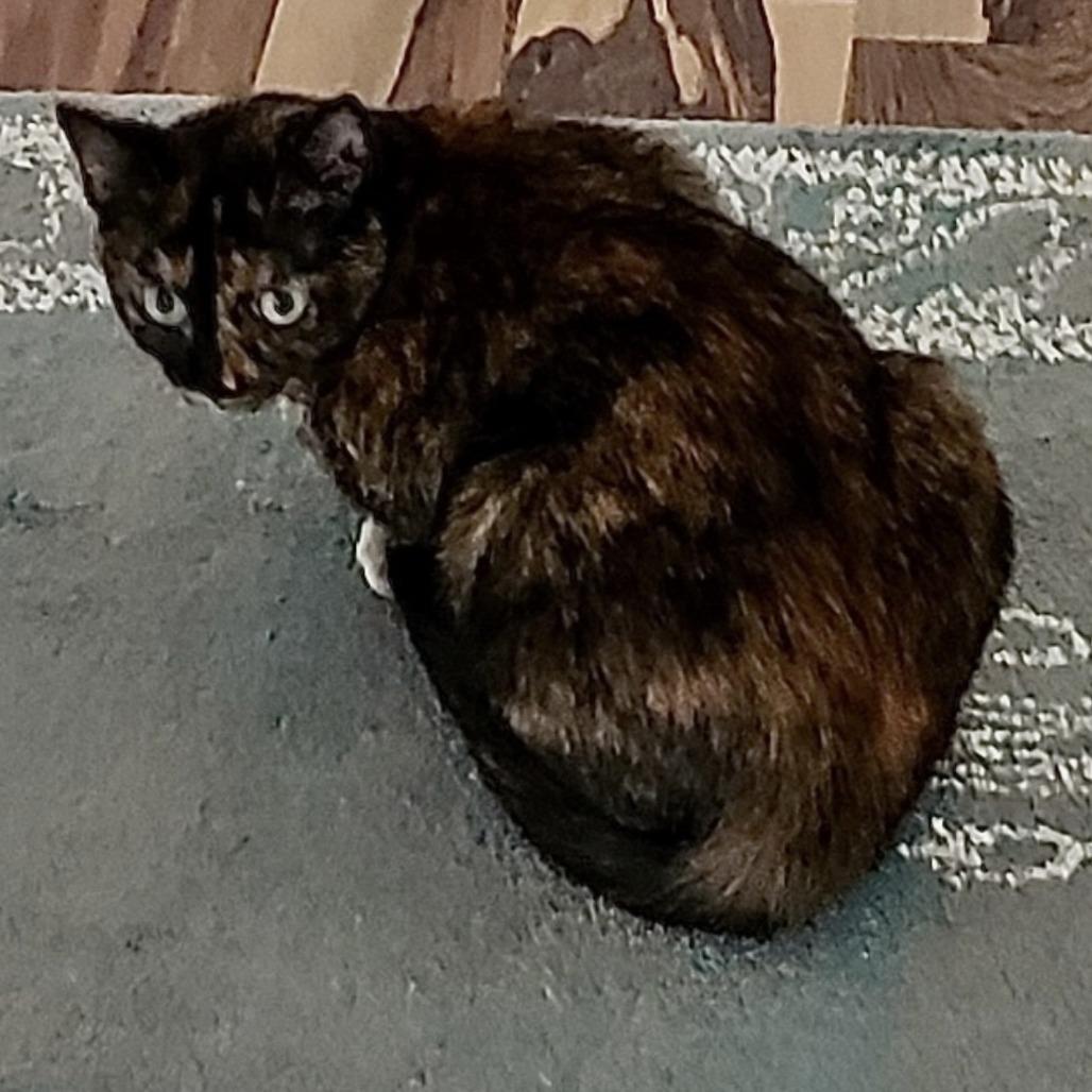 Enlarge Peggy, a Adoptable Domestic Short Hair in Delta, AL image 2/2