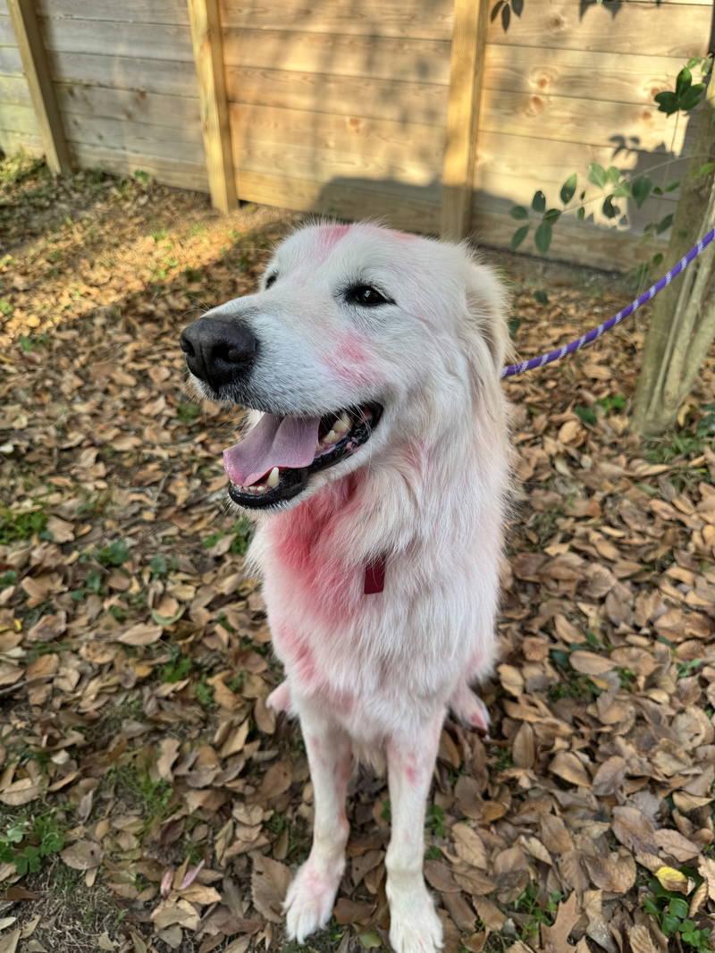 Enlarge Panther, an adopted Great Pyrenees in Spring, TX image 3/6