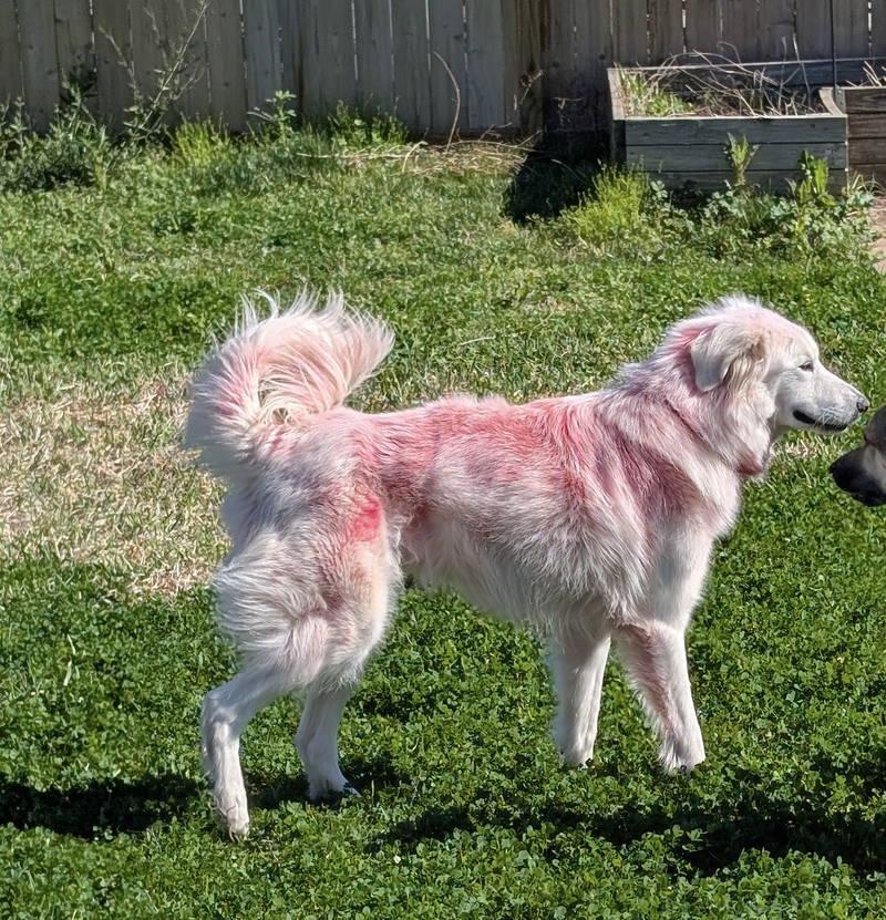 Enlarge Panther, an adopted Great Pyrenees in Spring, TX image 4/6