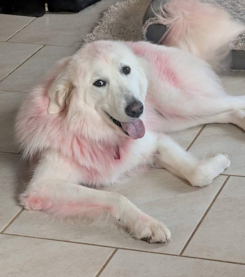Enlarge Panther, an adopted Great Pyrenees in Spring, TX image 5/6